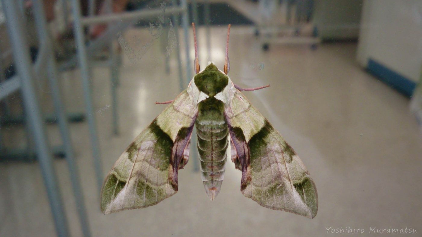 ウンモンスズメ 虫の写真と生態なら昆虫写真図鑑 ムシミル