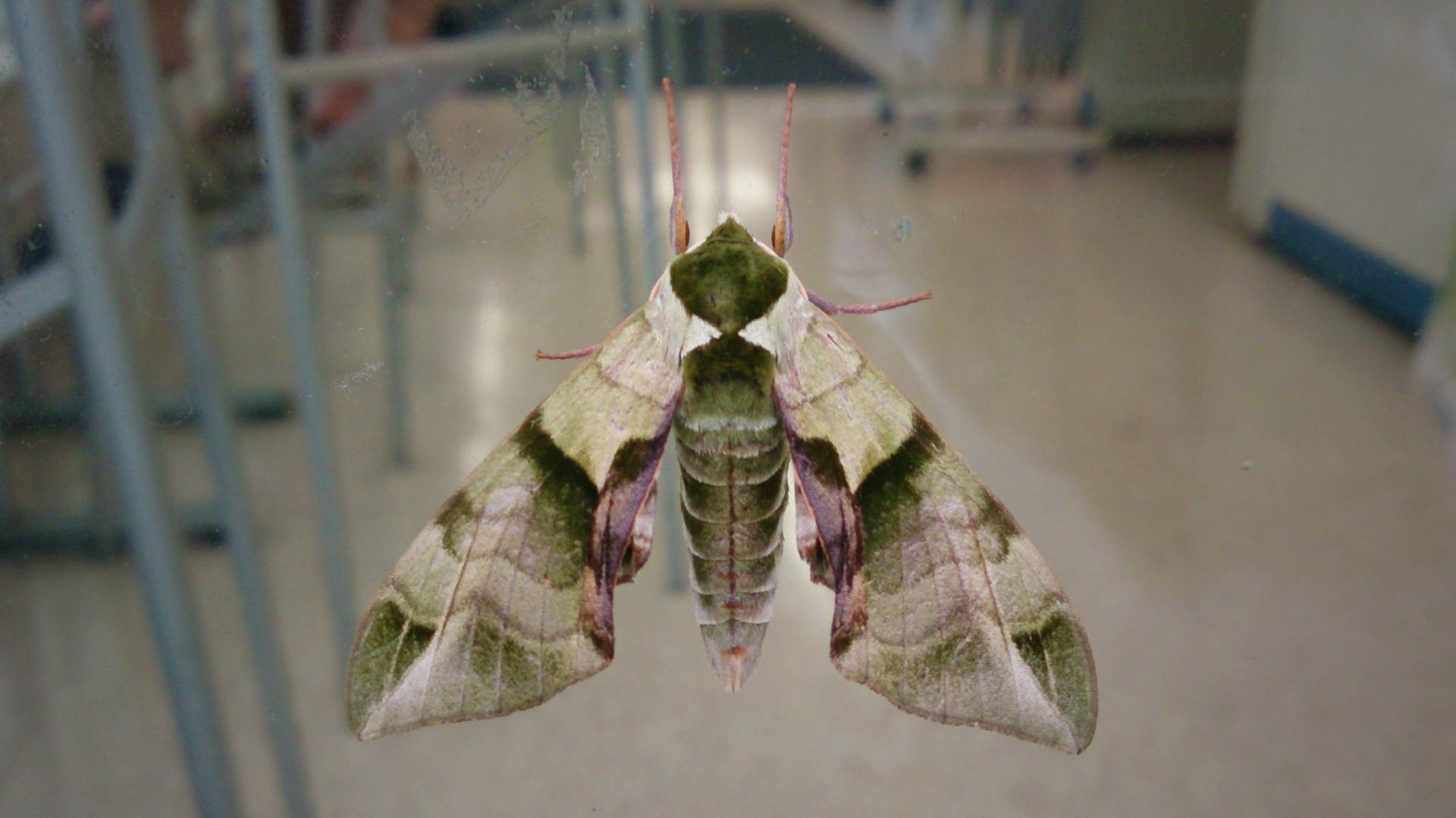 スズメガ特集！種類の紹介や特徴も | 昆虫写真図鑑 ムシミル