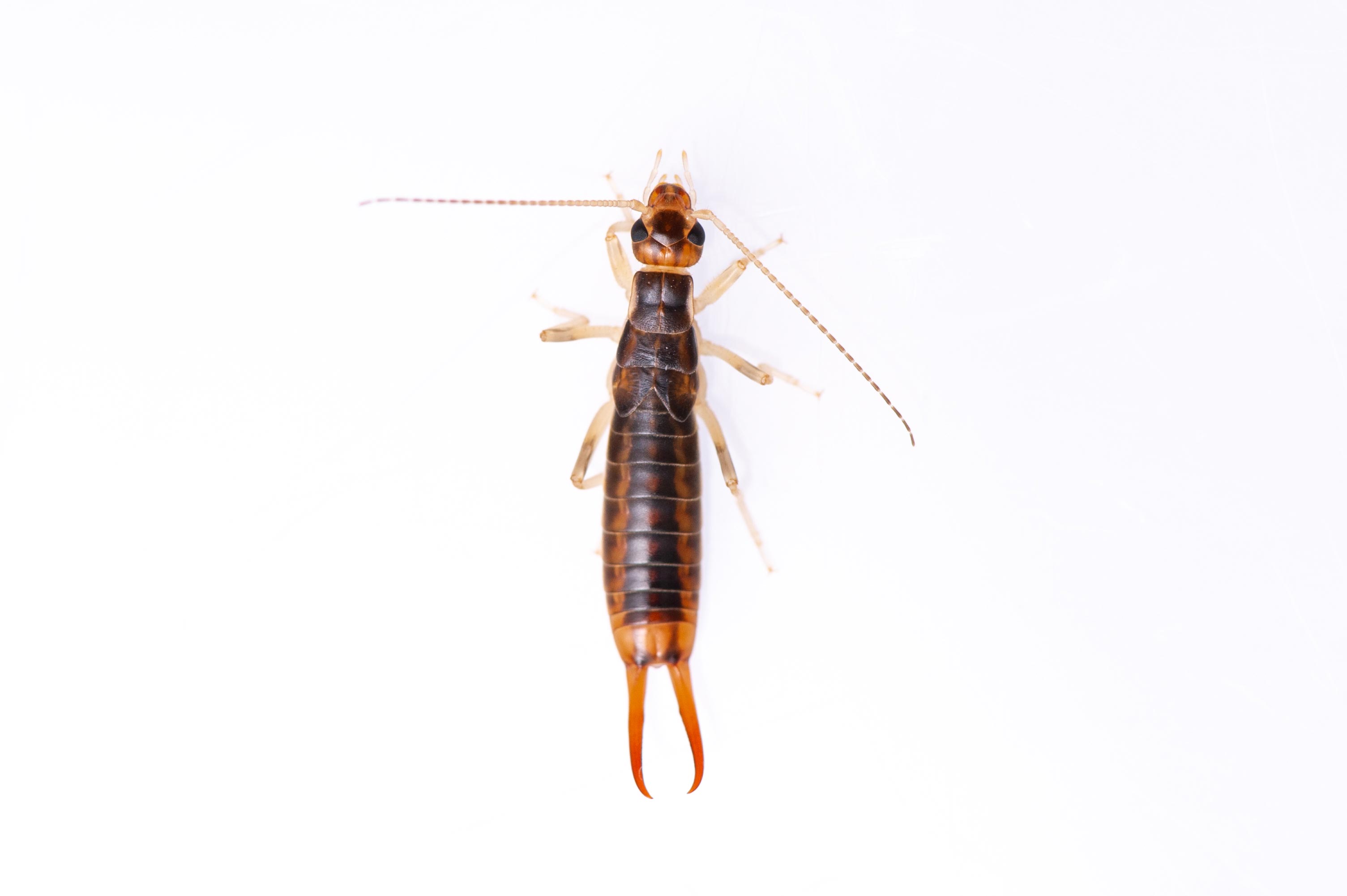 オオハサミムシ 虫の写真と生態なら昆虫写真図鑑 ムシミル