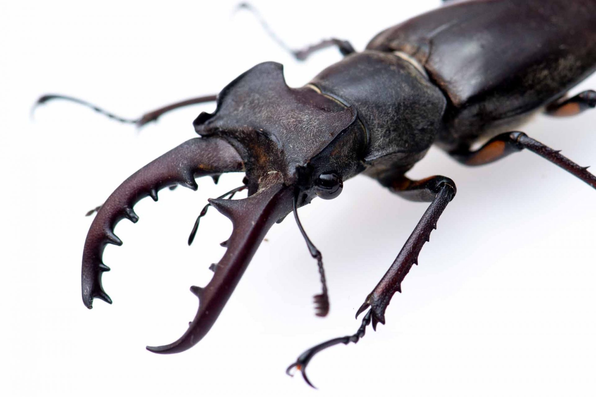 ミヤマクワガタの特徴や他のメスとの見分けなど | 虫 …