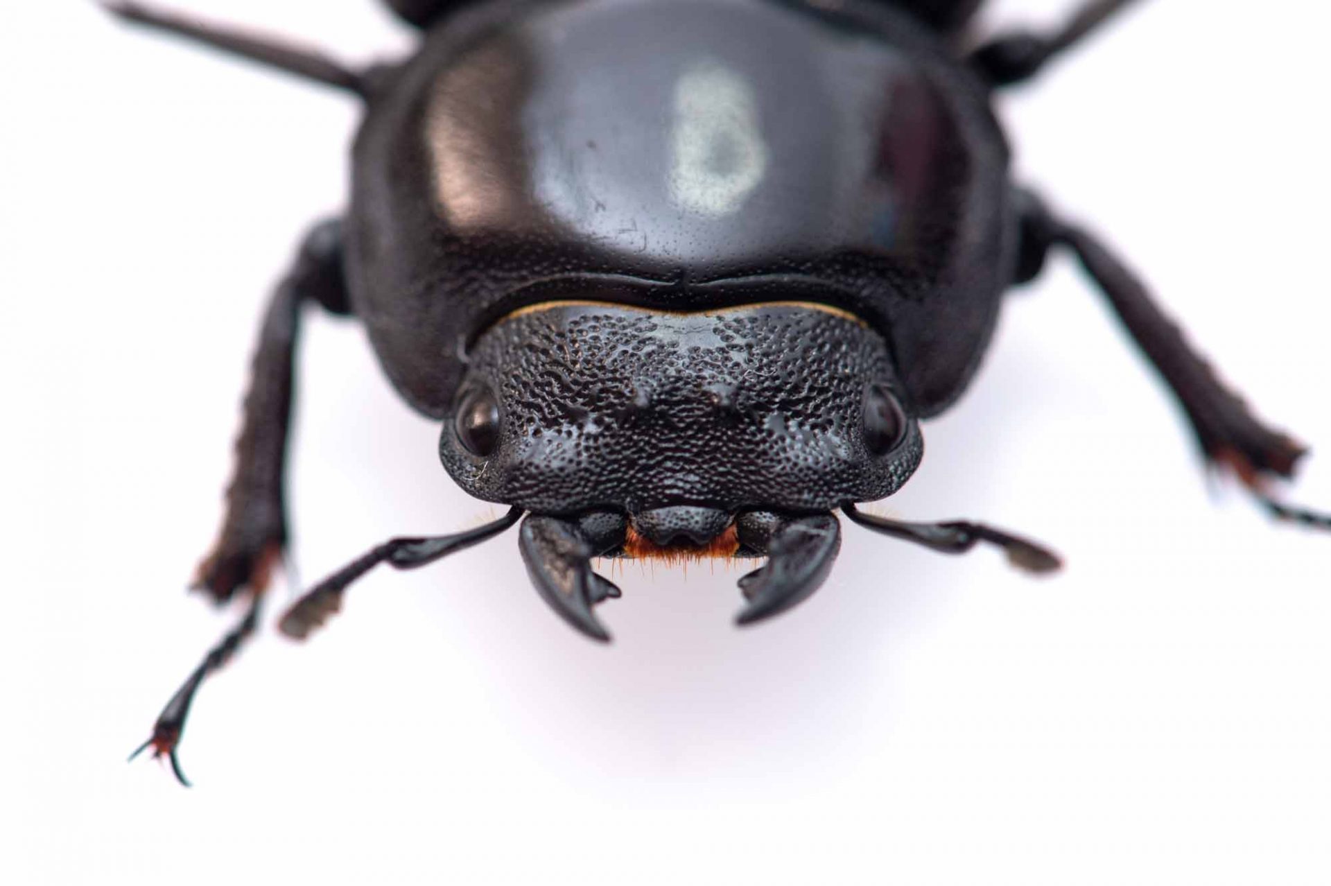 クワガタムシ特集!種類やカブトムシとの違い、レア度の紹介まで! | 昆虫写真図鑑 ムシミル