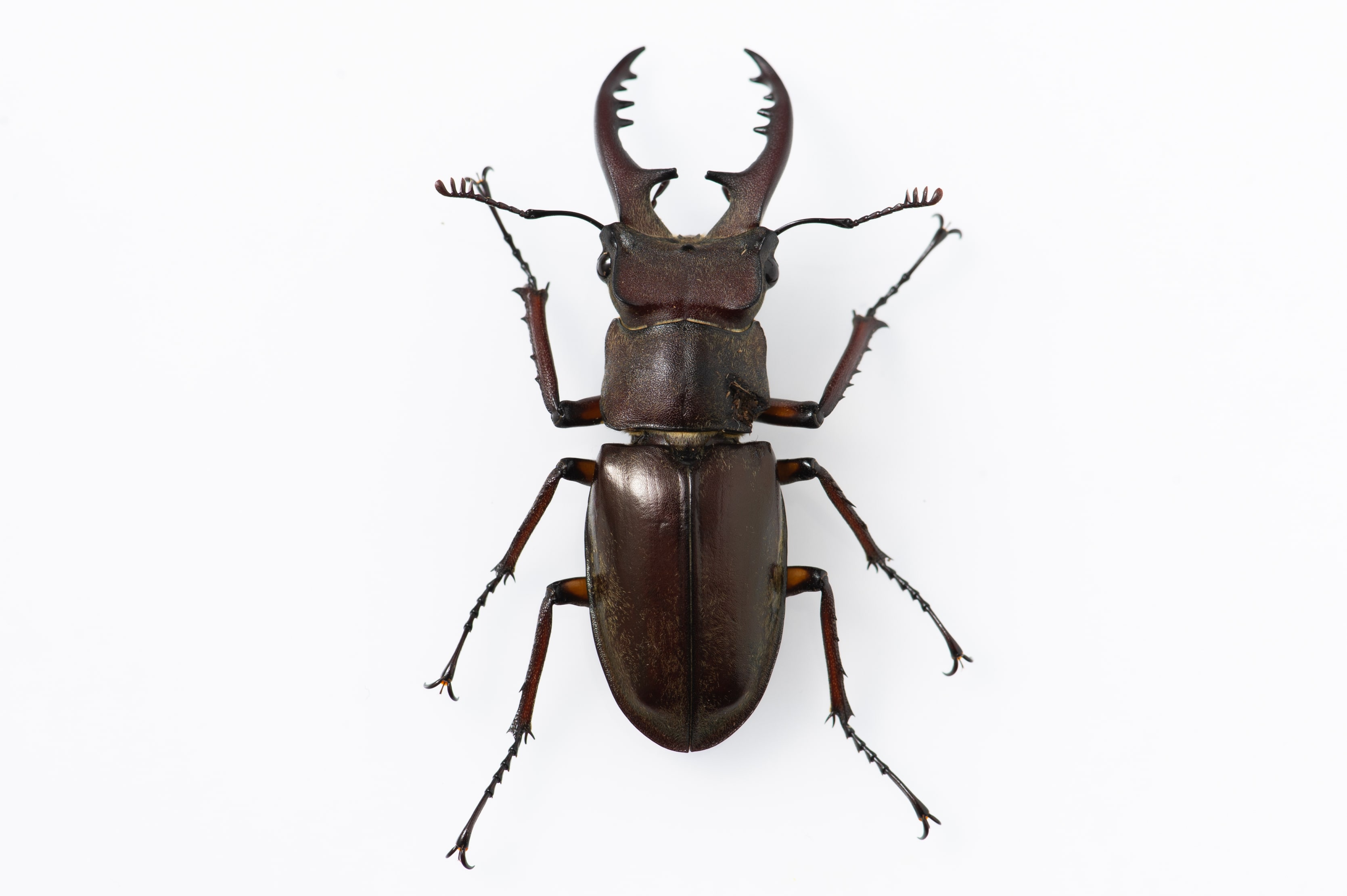 ミヤマクワガタの特徴や他のメスとの見分けなど 虫の写真と生態なら昆虫写真図鑑 ムシミル