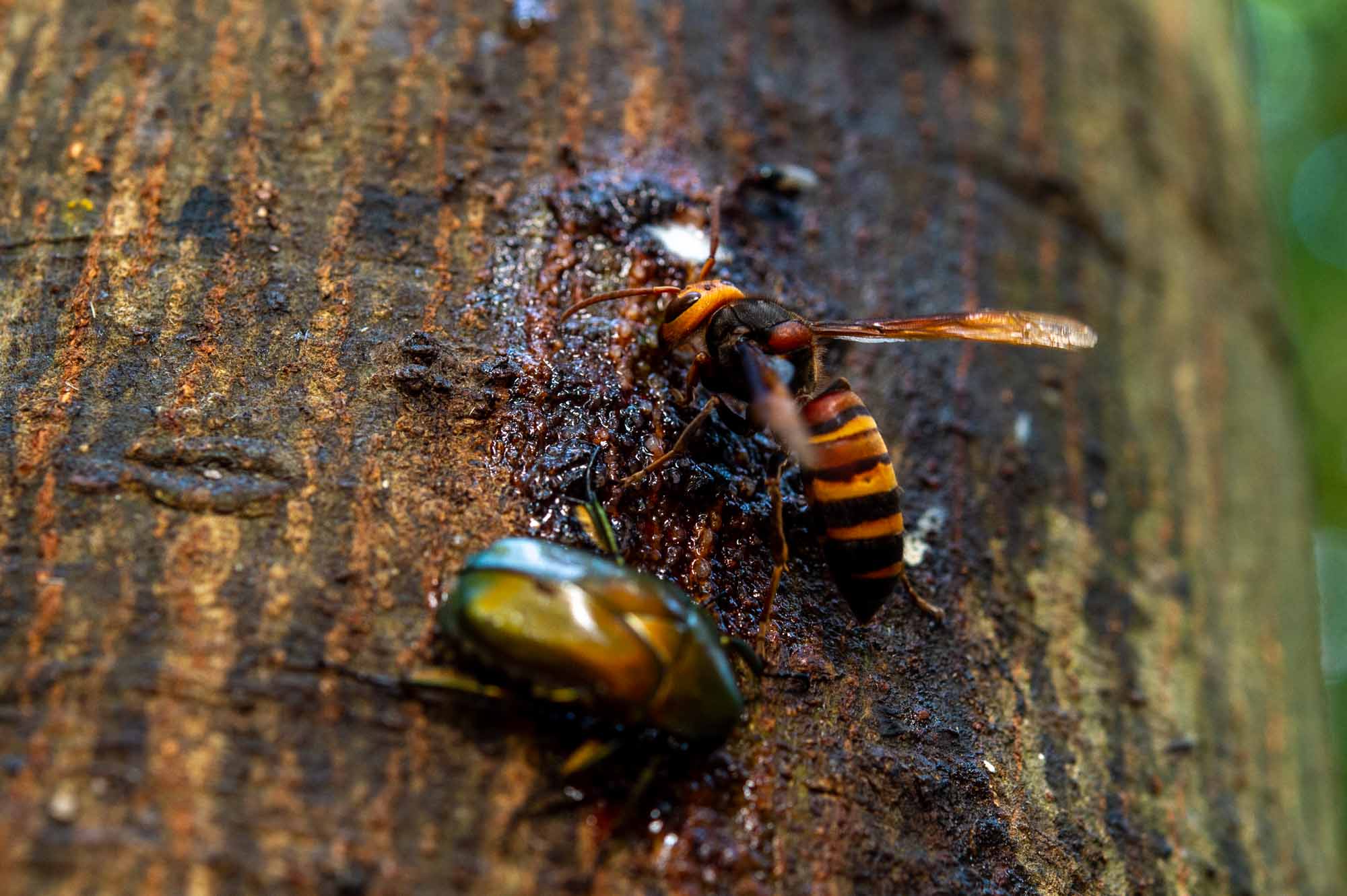 ヒメスズメバチの特徴や見分け方も 虫の写真と生態なら昆虫写真図鑑 ムシミル