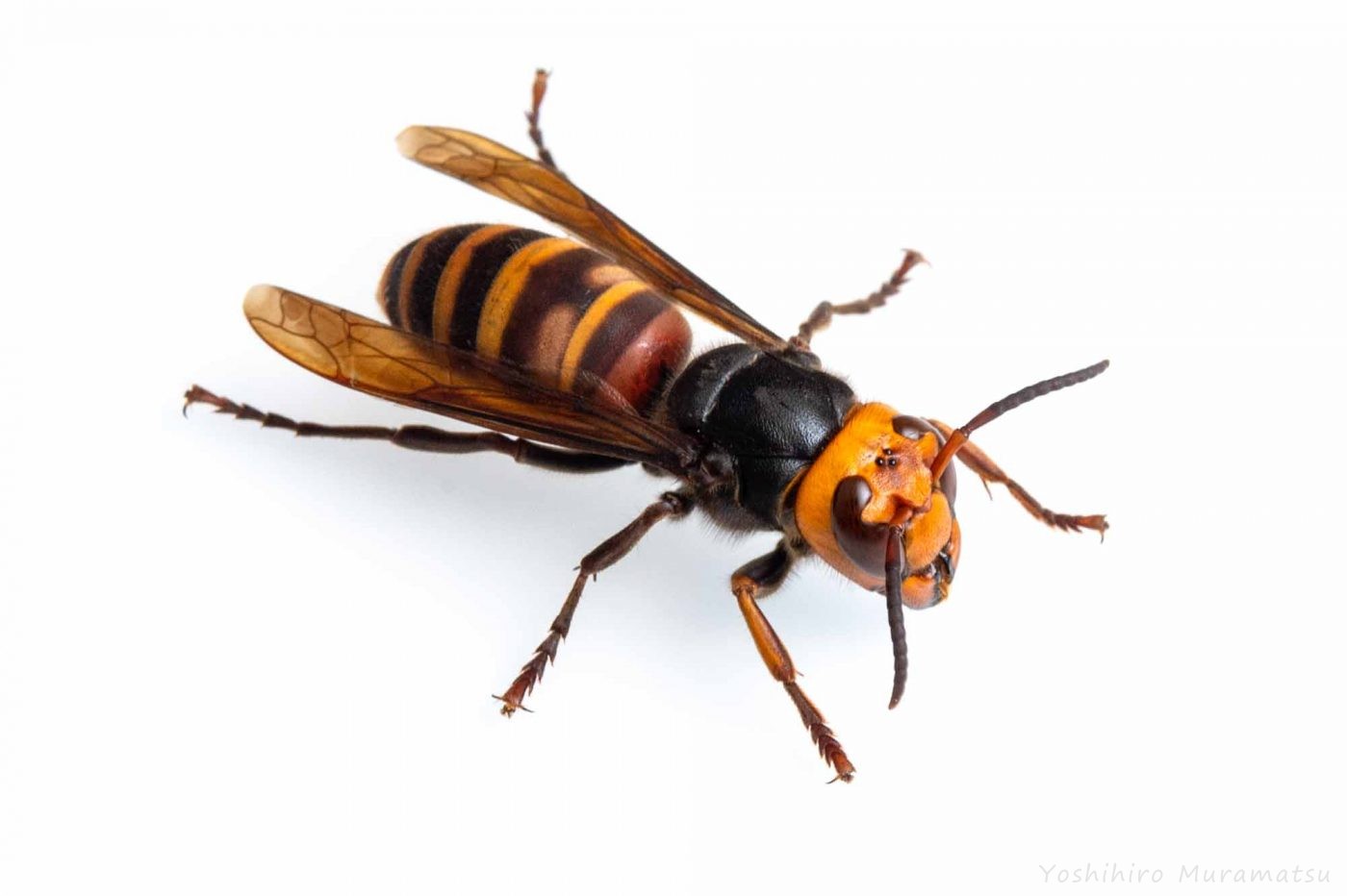 コガタスズメバチの写真