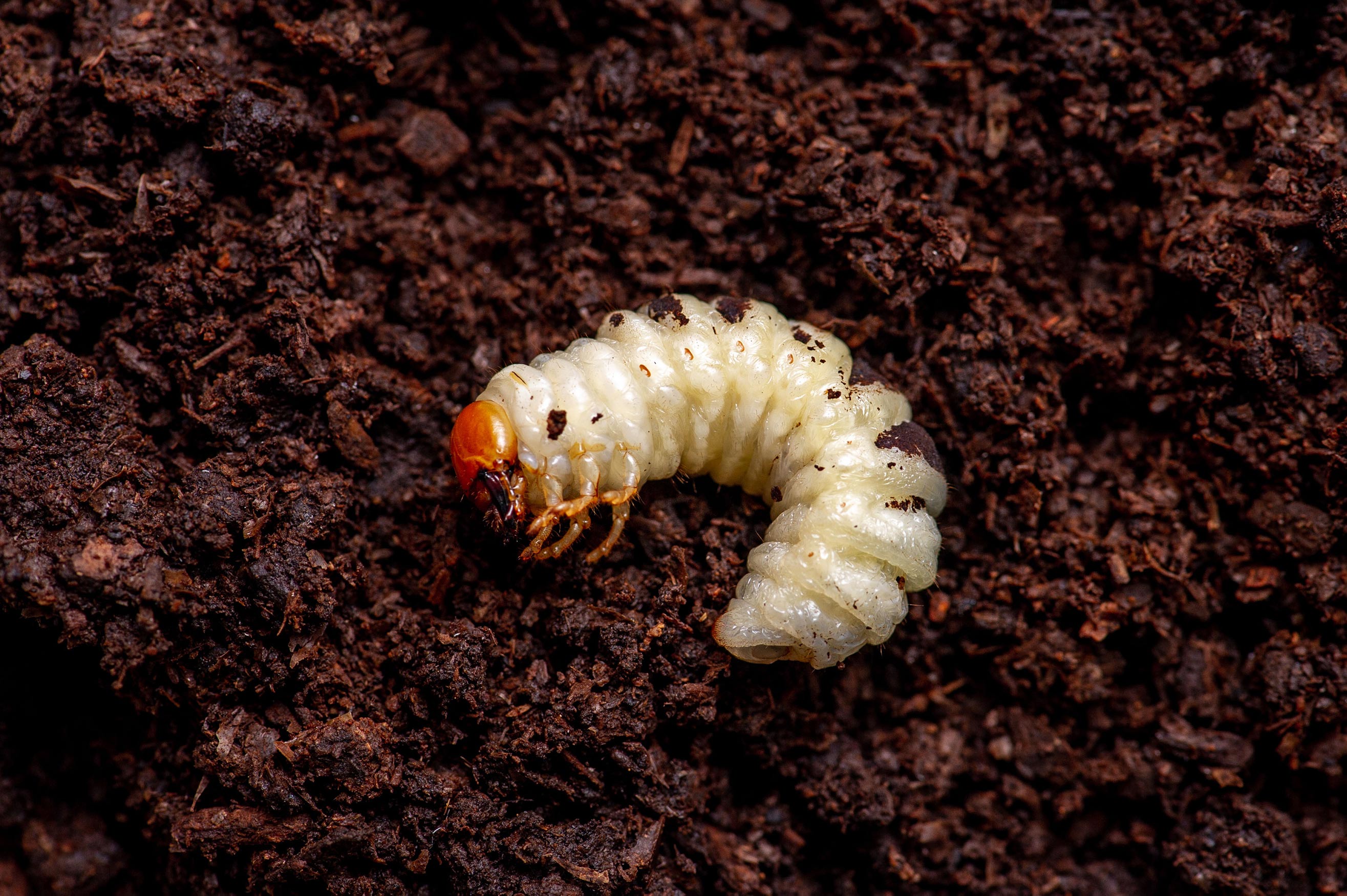 コクワガタの幼虫の写真
