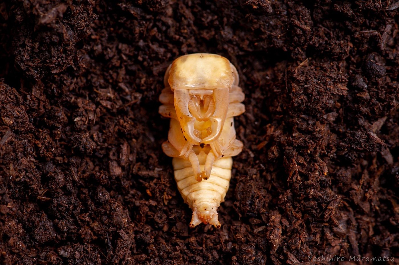 コクワガタの蛹（サナギ）の写真