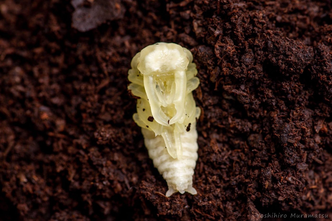 コクワガタの蛹（サナギ）の写真