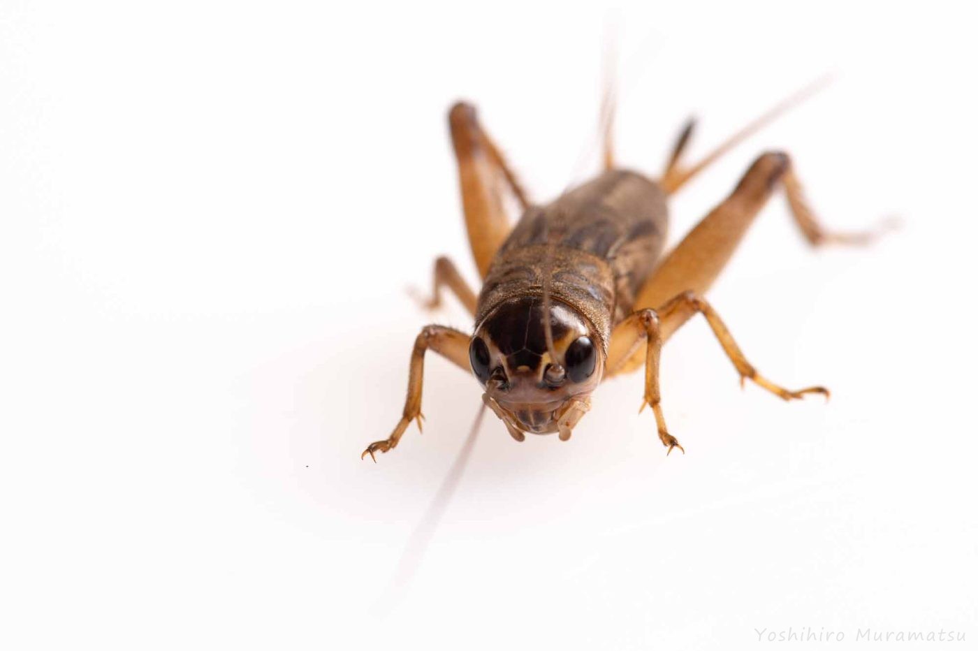 エンマコオロギの特徴や成長まで紹介 虫の写真と生態なら昆虫写真図鑑 ムシミル
