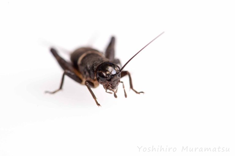 エンマコオロギの特徴や成長まで紹介! | 虫の写真と生態なら昆虫写真図鑑「ムシミル」