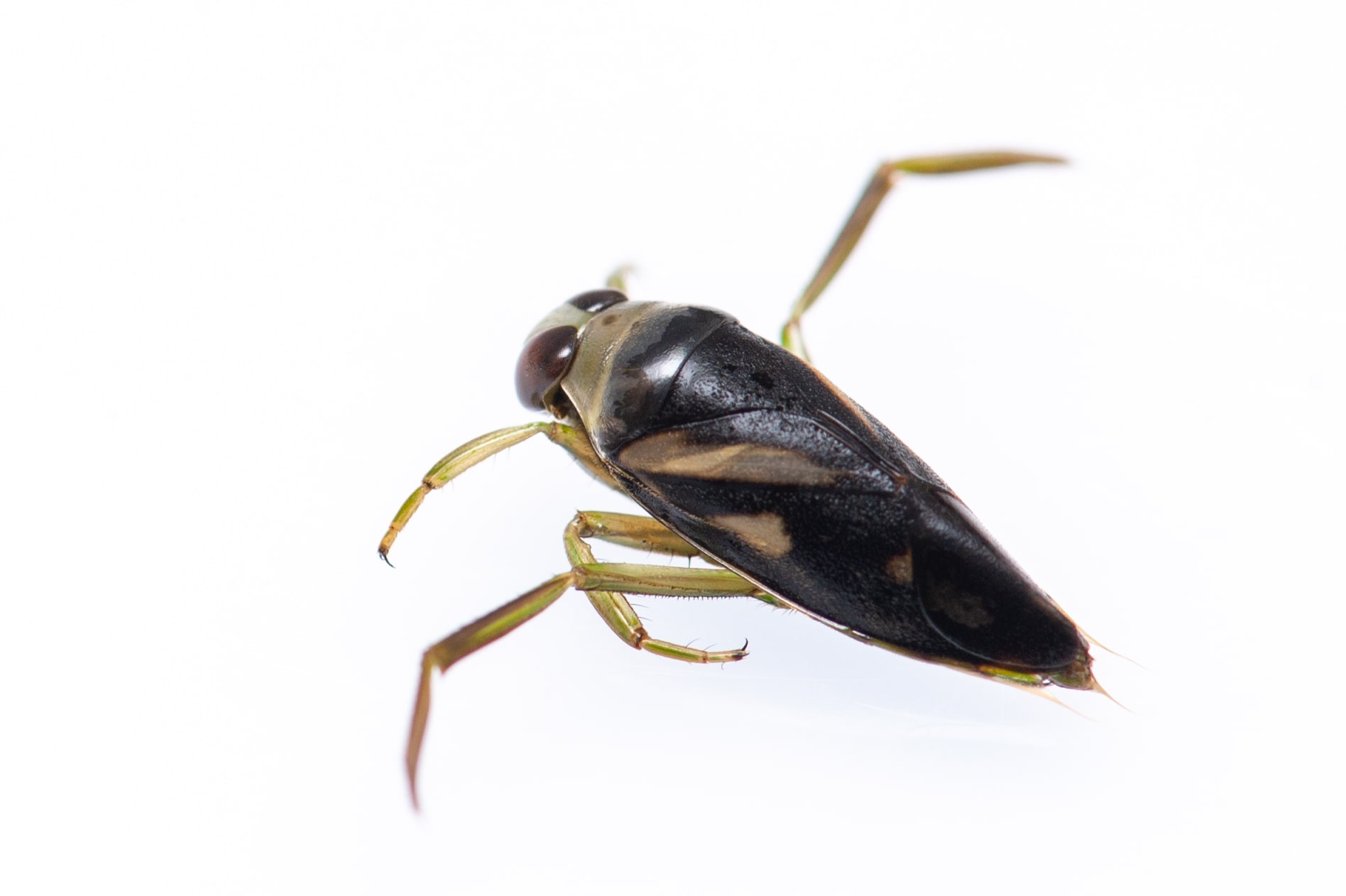 マツモムシの生態や背泳ぎのための後ろ脚 虫の写真と生態なら昆虫写真図鑑 ムシミル
