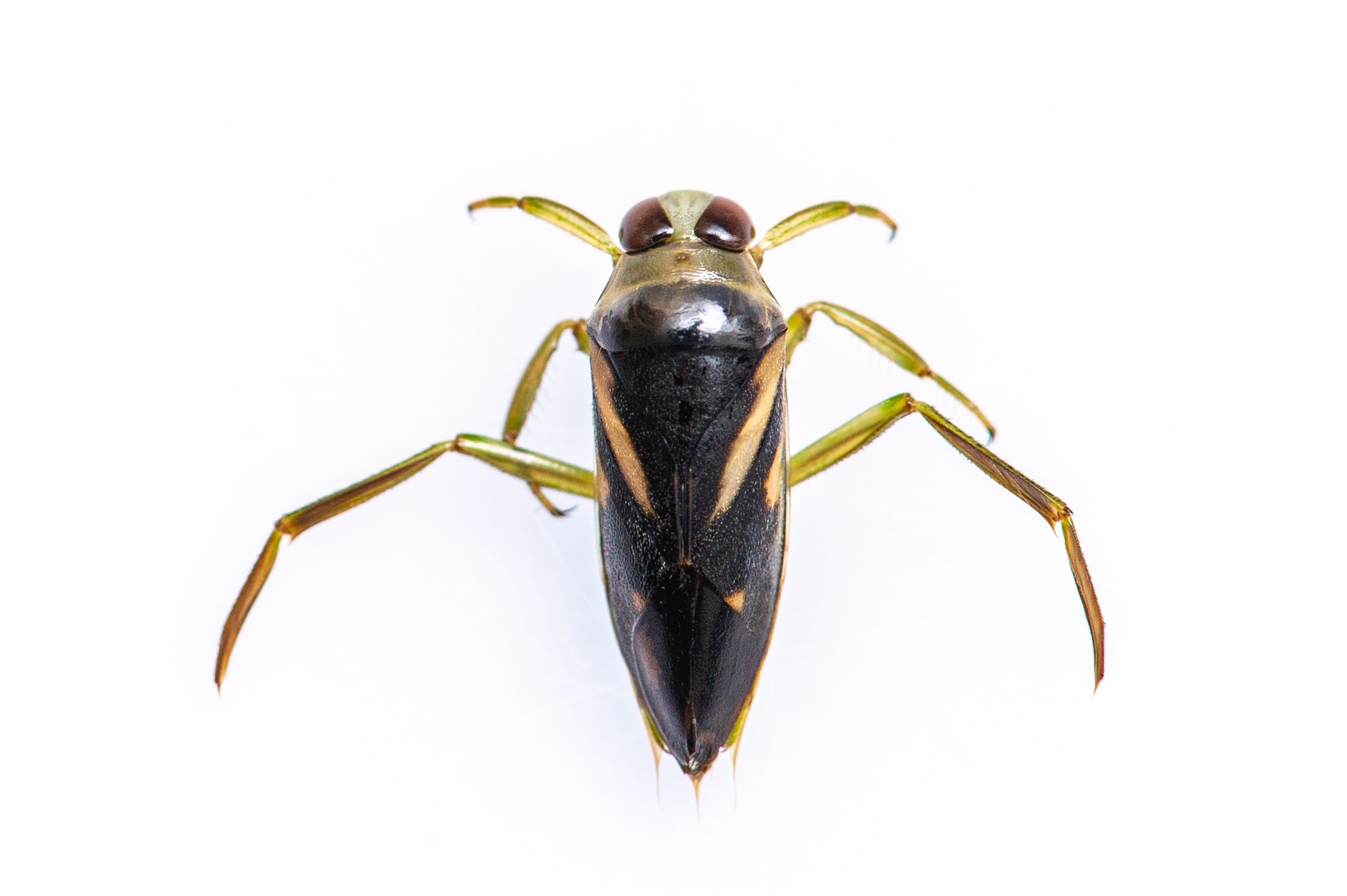 マツモムシの生態や背泳ぎのための後ろ脚 虫の写真と生態なら昆虫写真図鑑 ムシミル