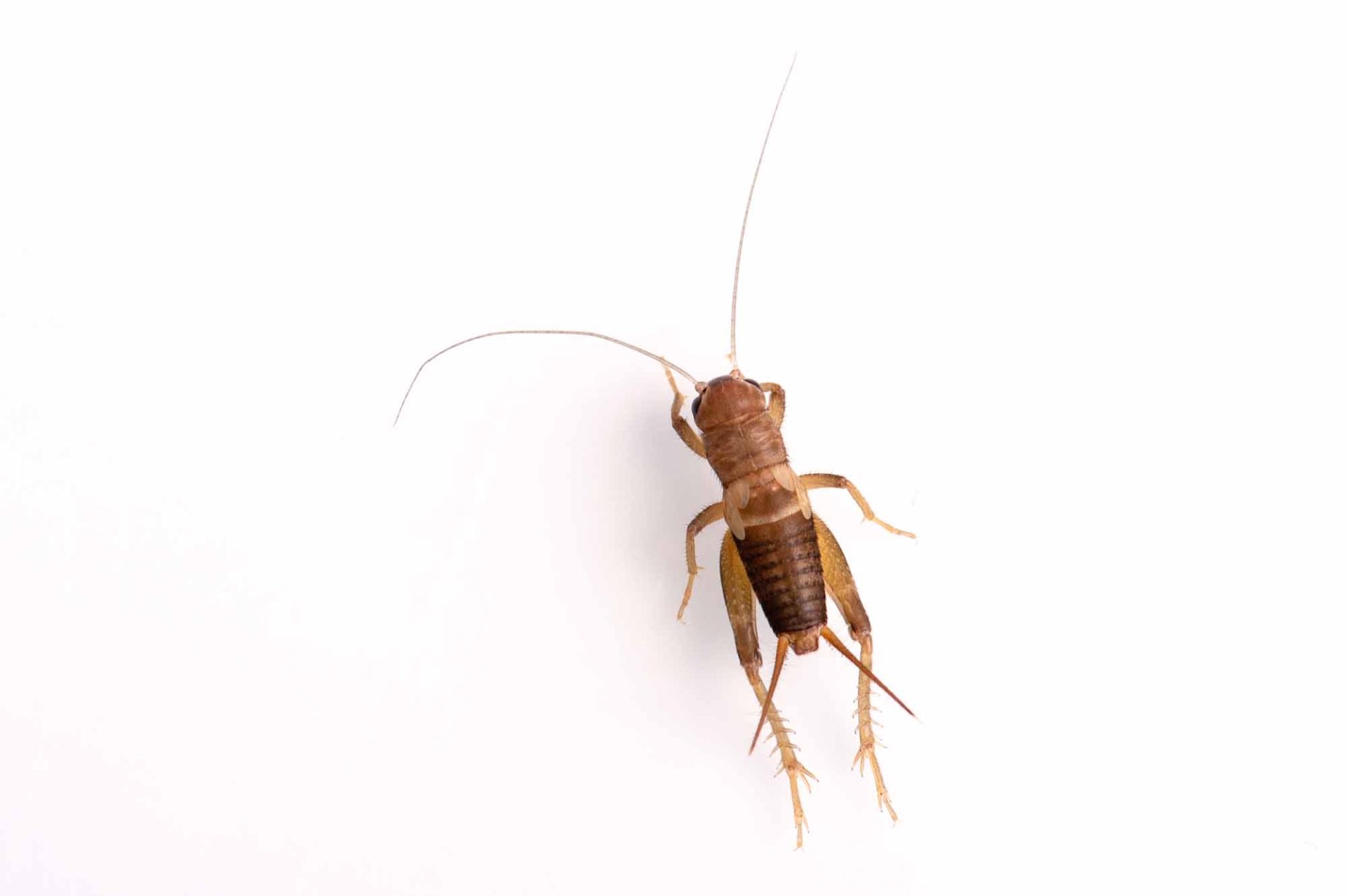 エンマコオロギの特徴や成長まで紹介! | 虫の写真と生態なら昆虫写真図鑑「ムシミル」