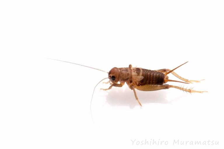 エンマコオロギの特徴や成長まで紹介! | 虫の写真と生態なら昆虫写真図鑑「ムシミル」