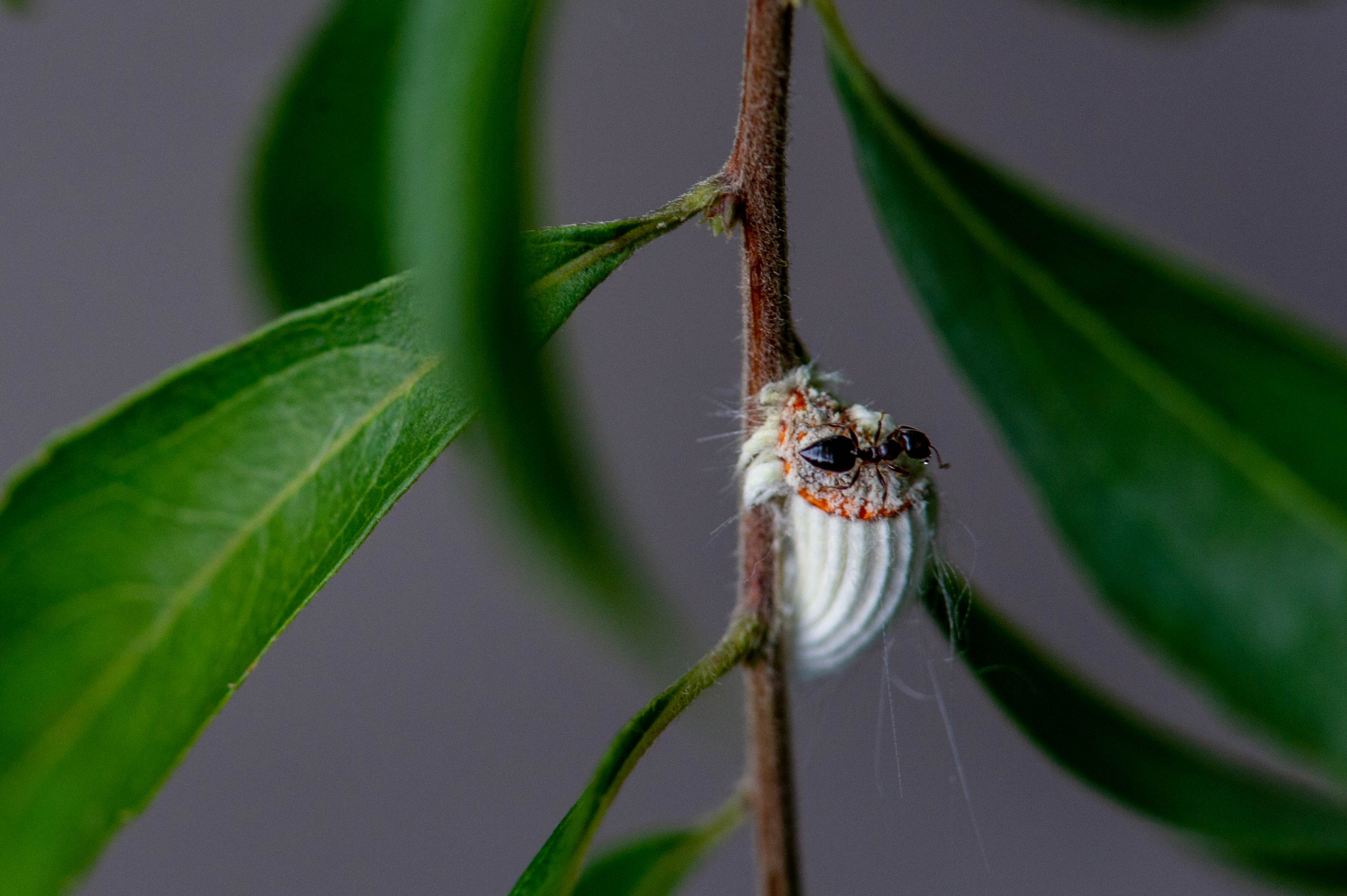イセリアカイガラムシ ワタフキカイガラムシ 虫の写真と生態なら昆虫写真図鑑 ムシミル