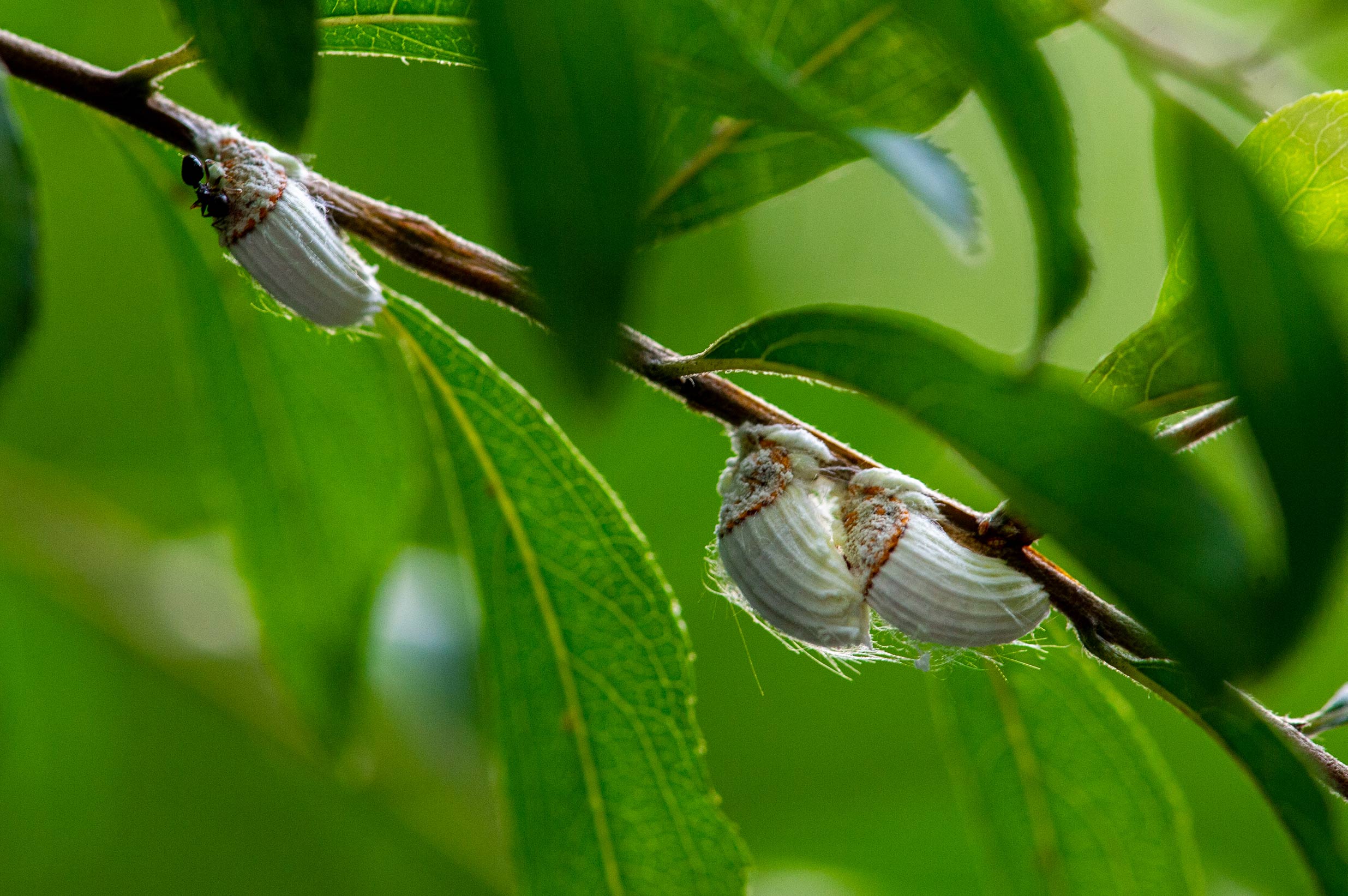 イセリアカイガラムシ ワタフキカイガラムシ 虫の写真と生態なら昆虫写真図鑑 ムシミル