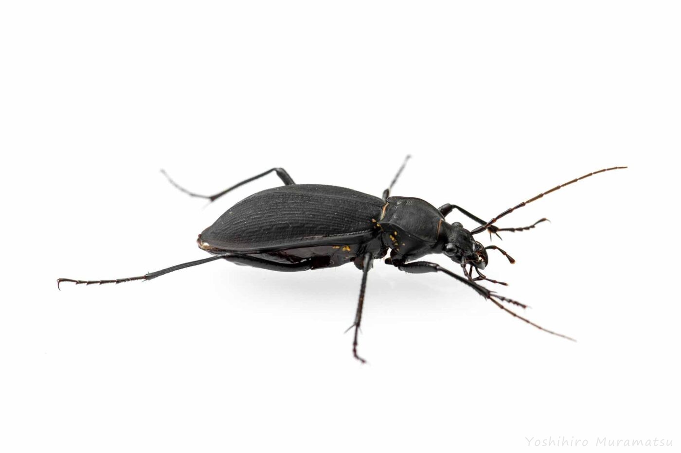 コクロナガオサムシの写真