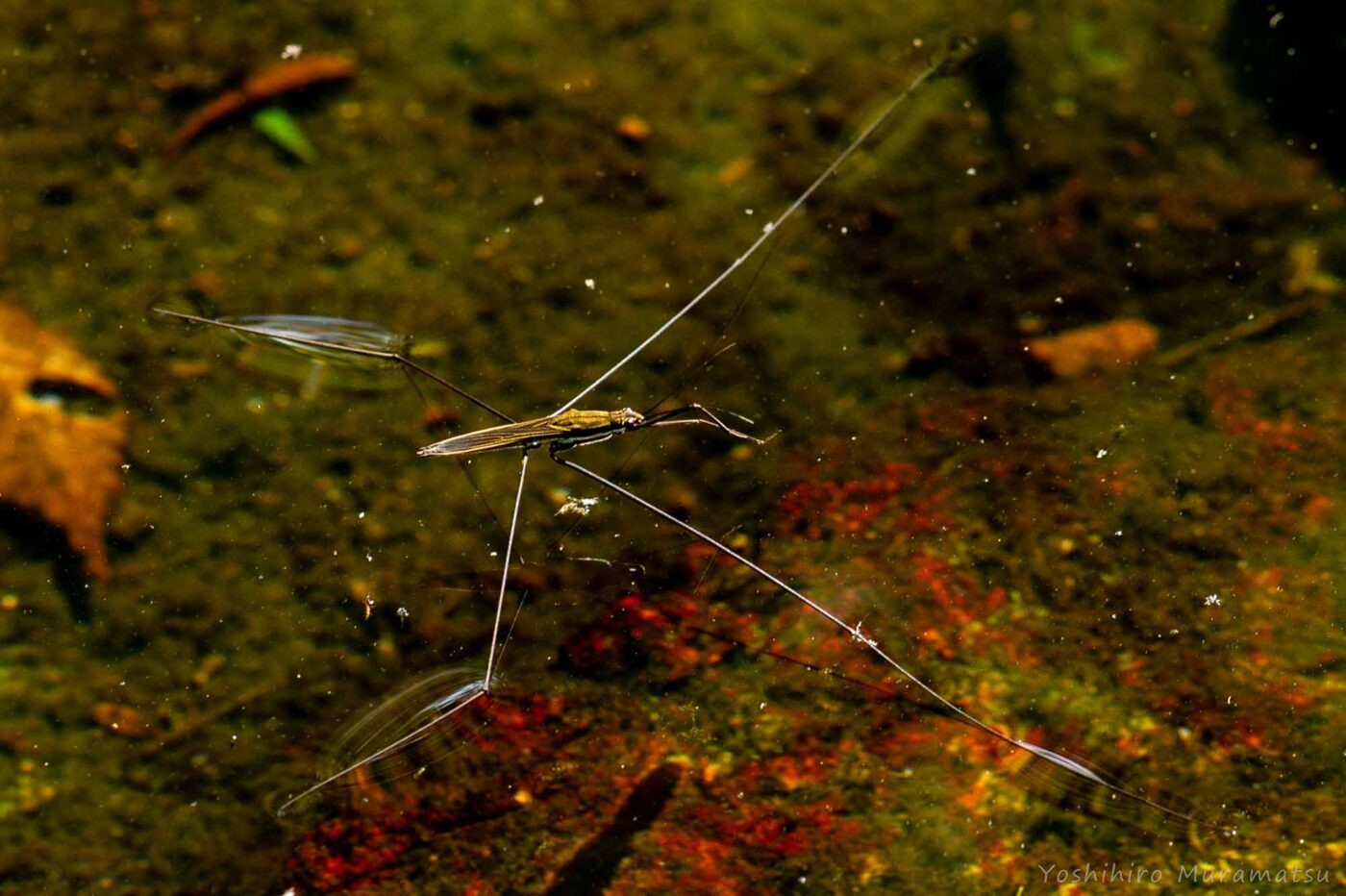 オオアメンボの写真