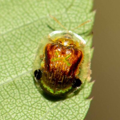セモンジンガサハムシ（セモンカメノコハムシ）の写真