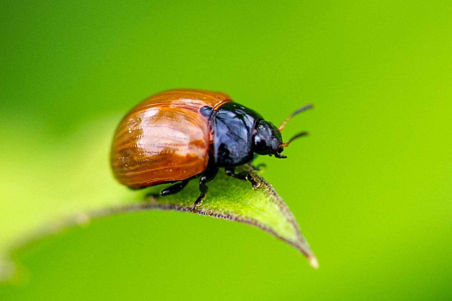 ハムシ科まとめ 葉虫図鑑 | 昆虫写真図鑑 ムシミル