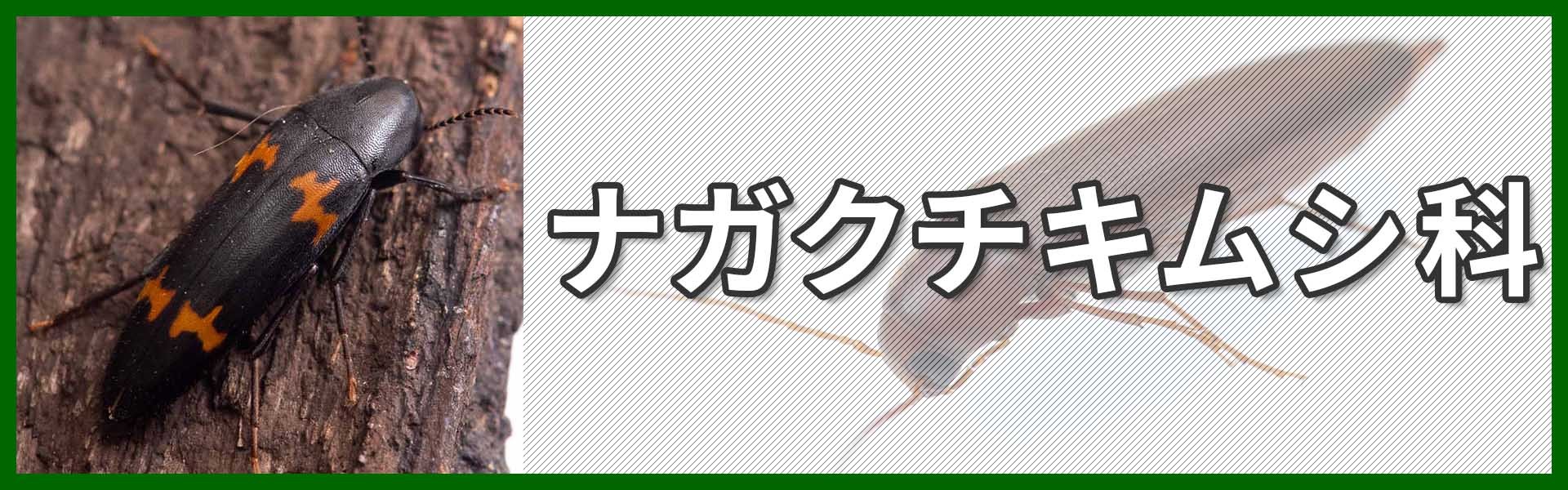 ナガクチキムシ科バナー画像