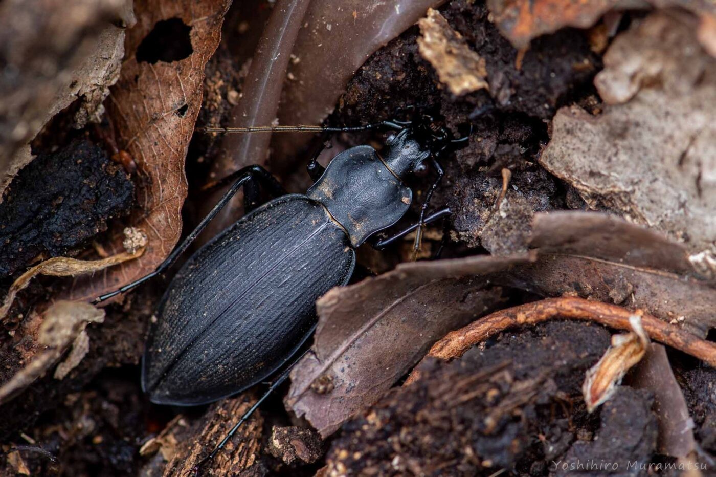 オオクロナガオサムシの写真