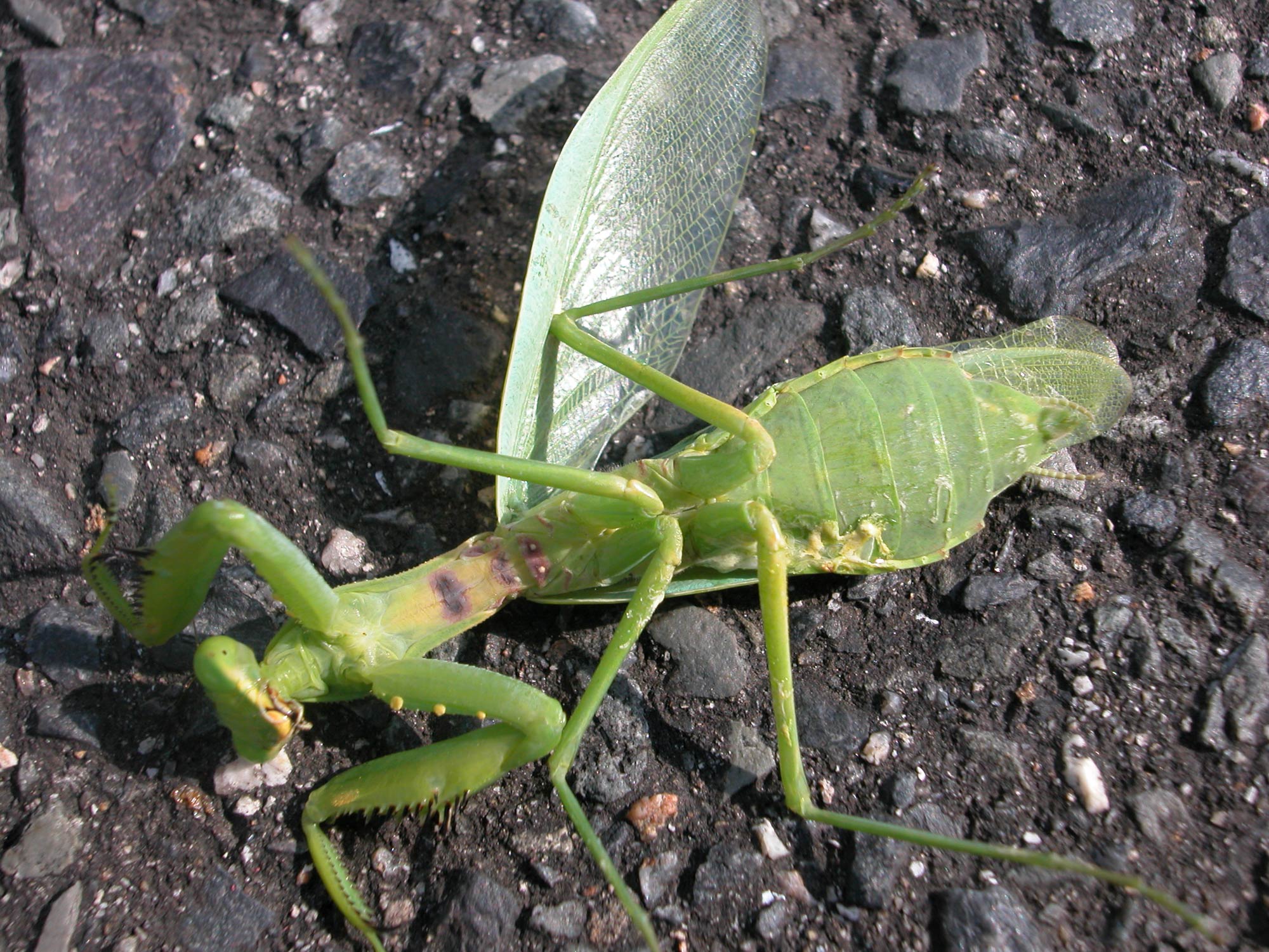 ハリガネムシ（ハラビロカマキリ）の写真