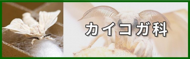 カイコ | 虫の写真と生態なら昆虫写真図鑑「ムシミル」