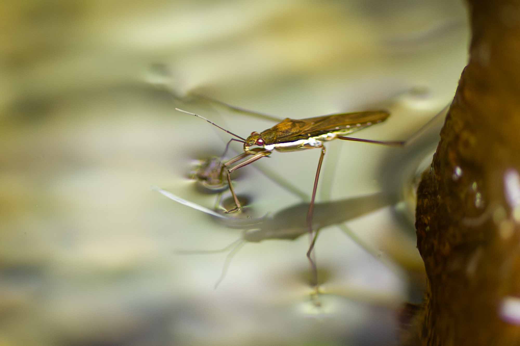 コセアカアメンボの写真