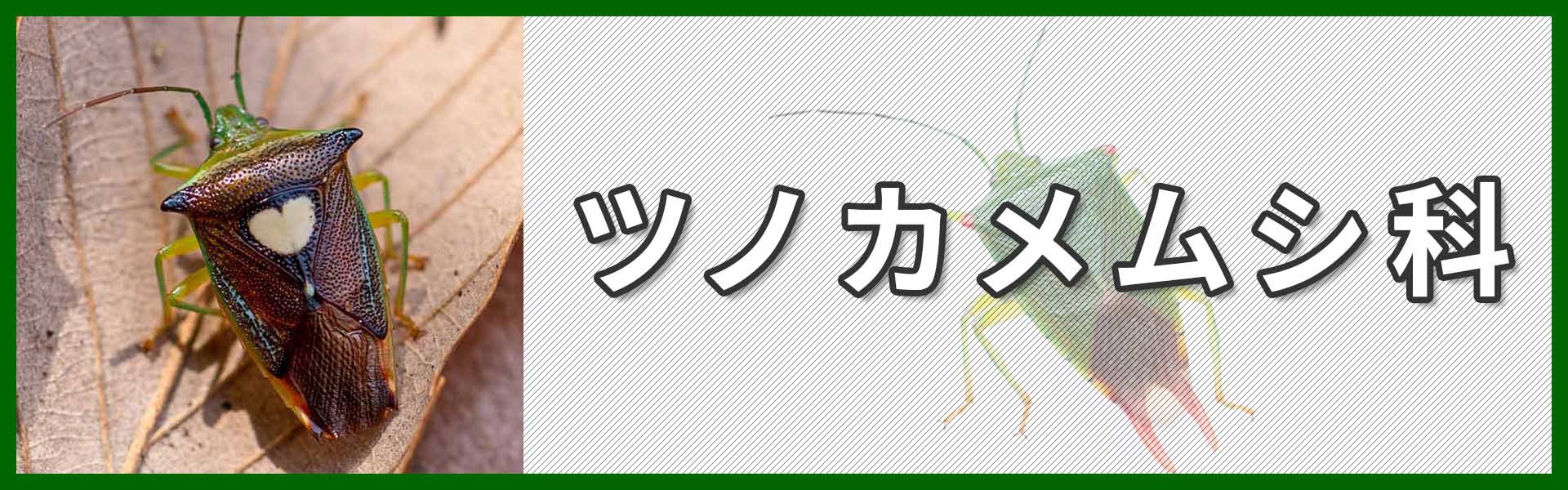 ツノカメムシ科バナー画像