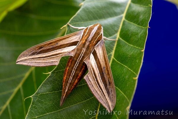 スズメガ特集！種類の紹介や特徴も | 昆虫写真図鑑 ムシミル