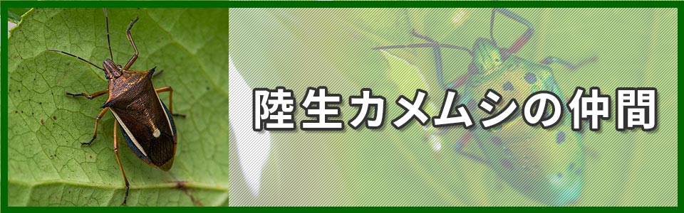 陸生カメムシの仲間のバナー