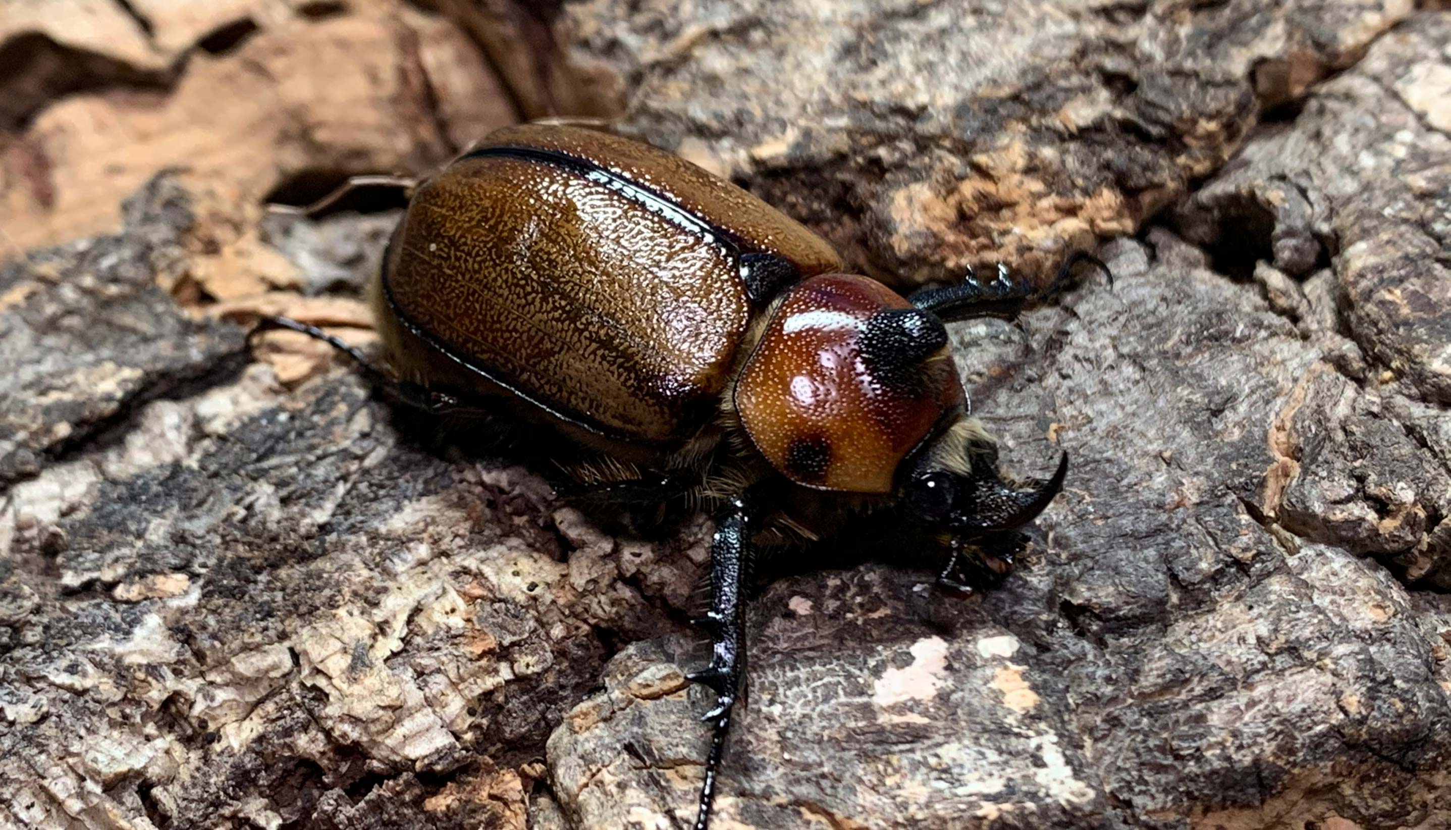 タテヅノカブト