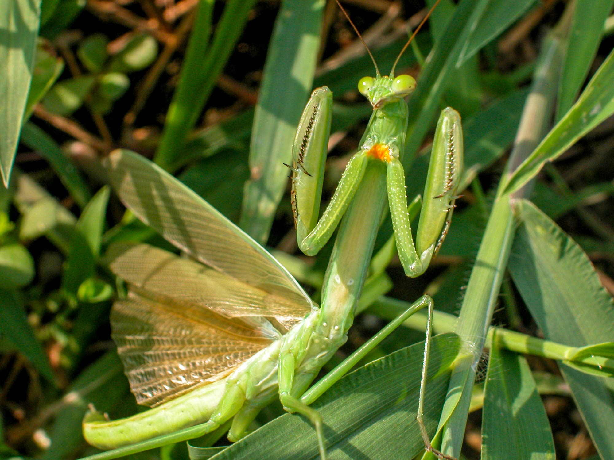 カマキリ チョウセンカマキリ の見分け方や特徴など 虫の写真と生態なら昆虫写真図鑑 ムシミル