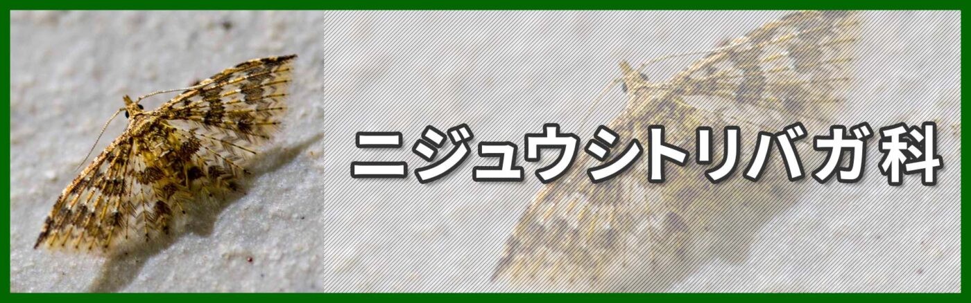ニジュウシトリバガ科バナー画像