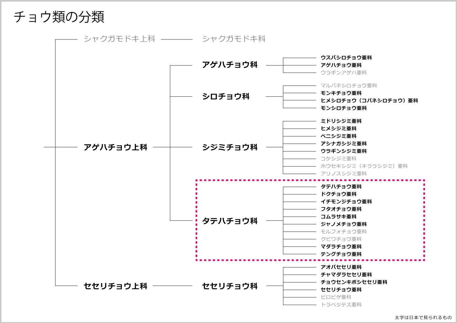 チョウの分類-タテハチョウの画像