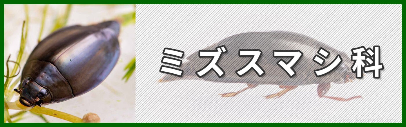 ミズスマシ科バナー画像