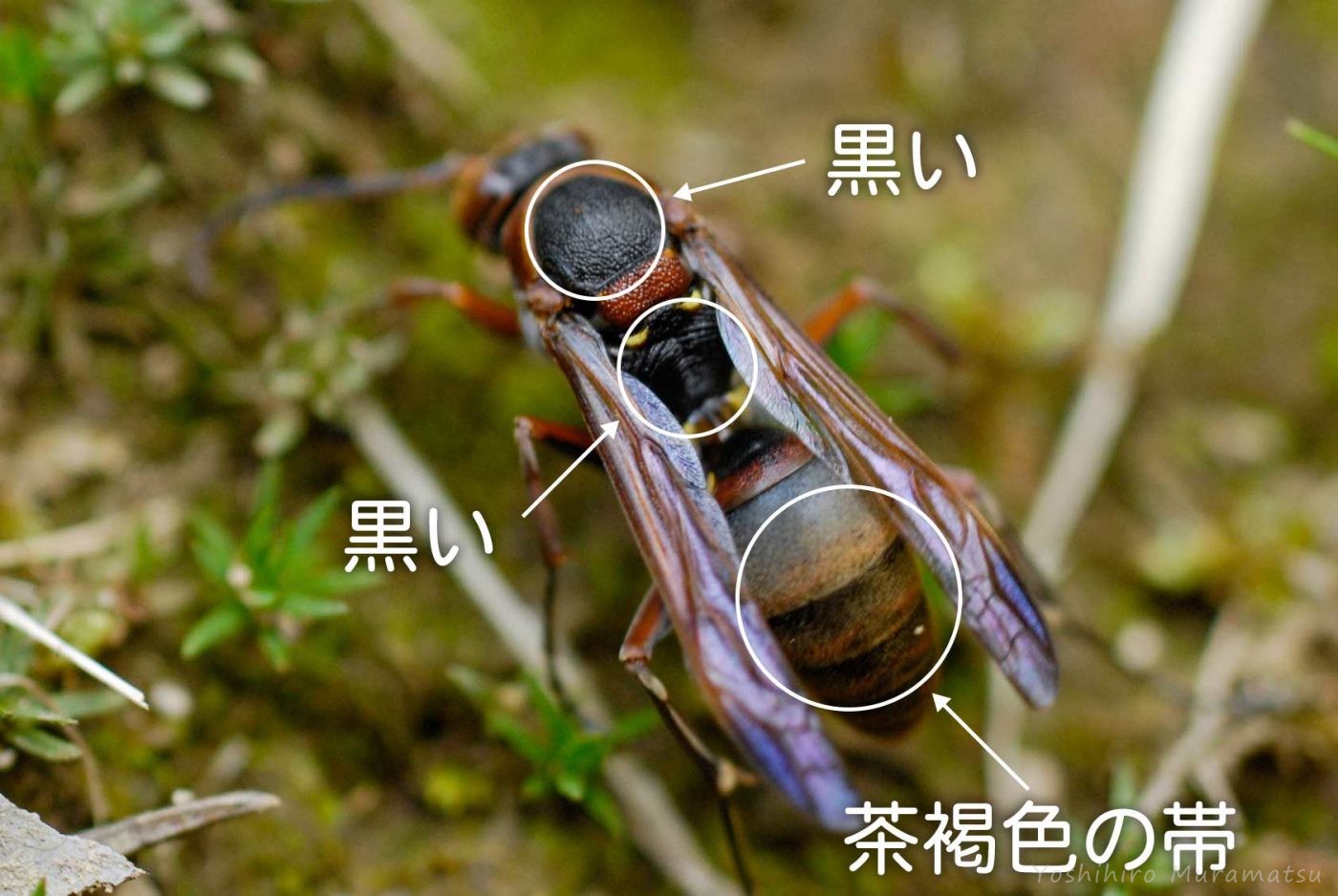 キボシアシナガバチの解説の画像