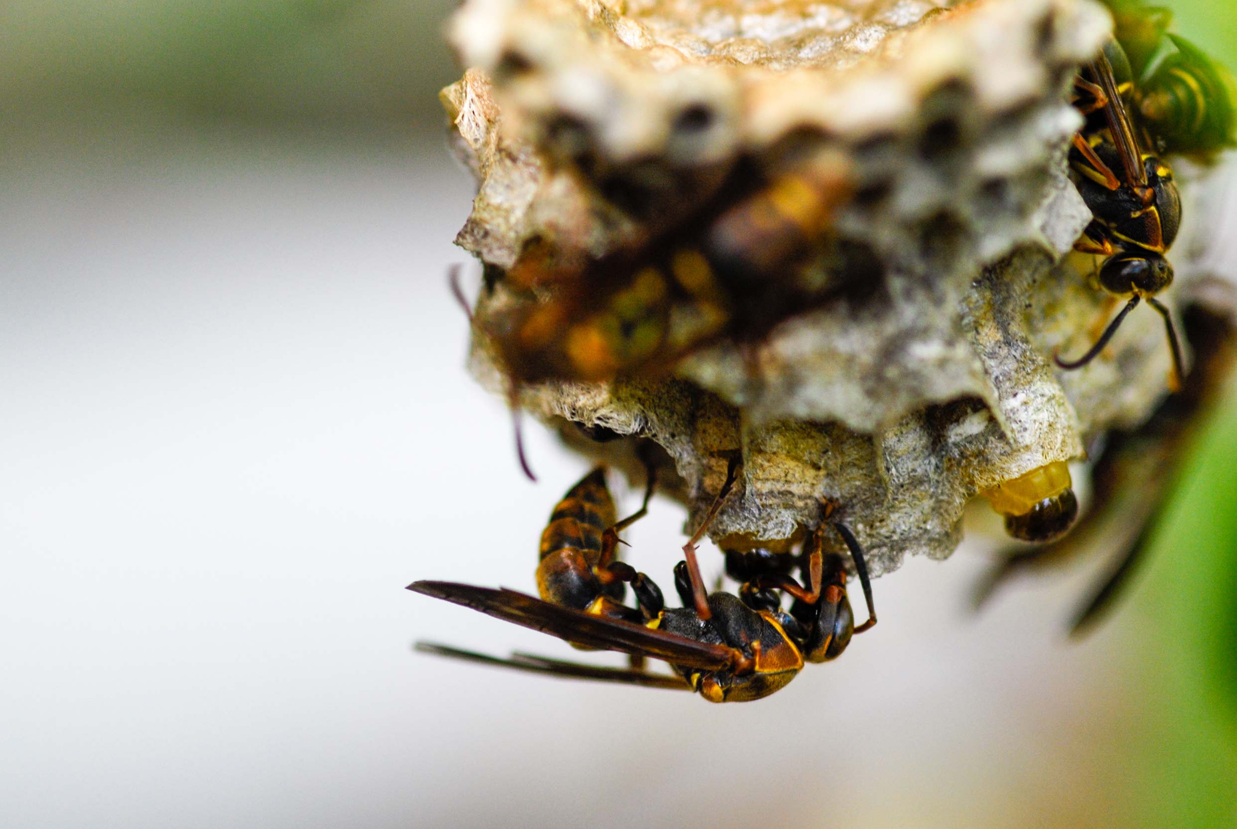ヤマトアシナガバチの写真