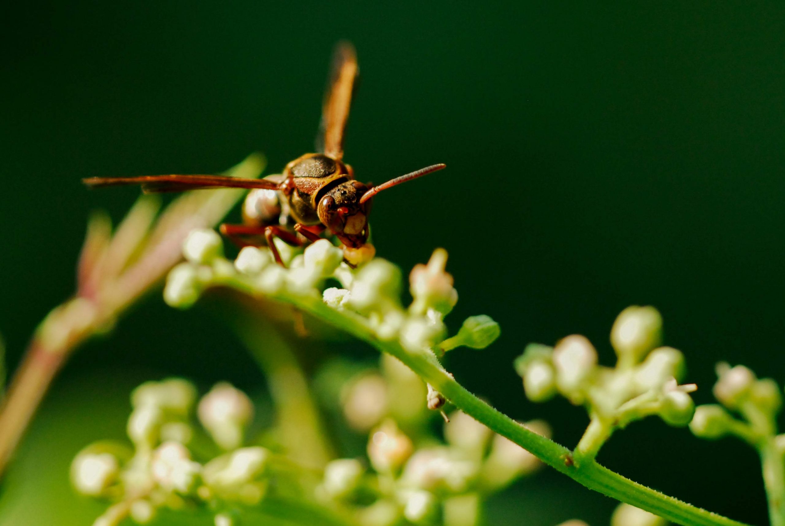 キボシアシナガバチの写真