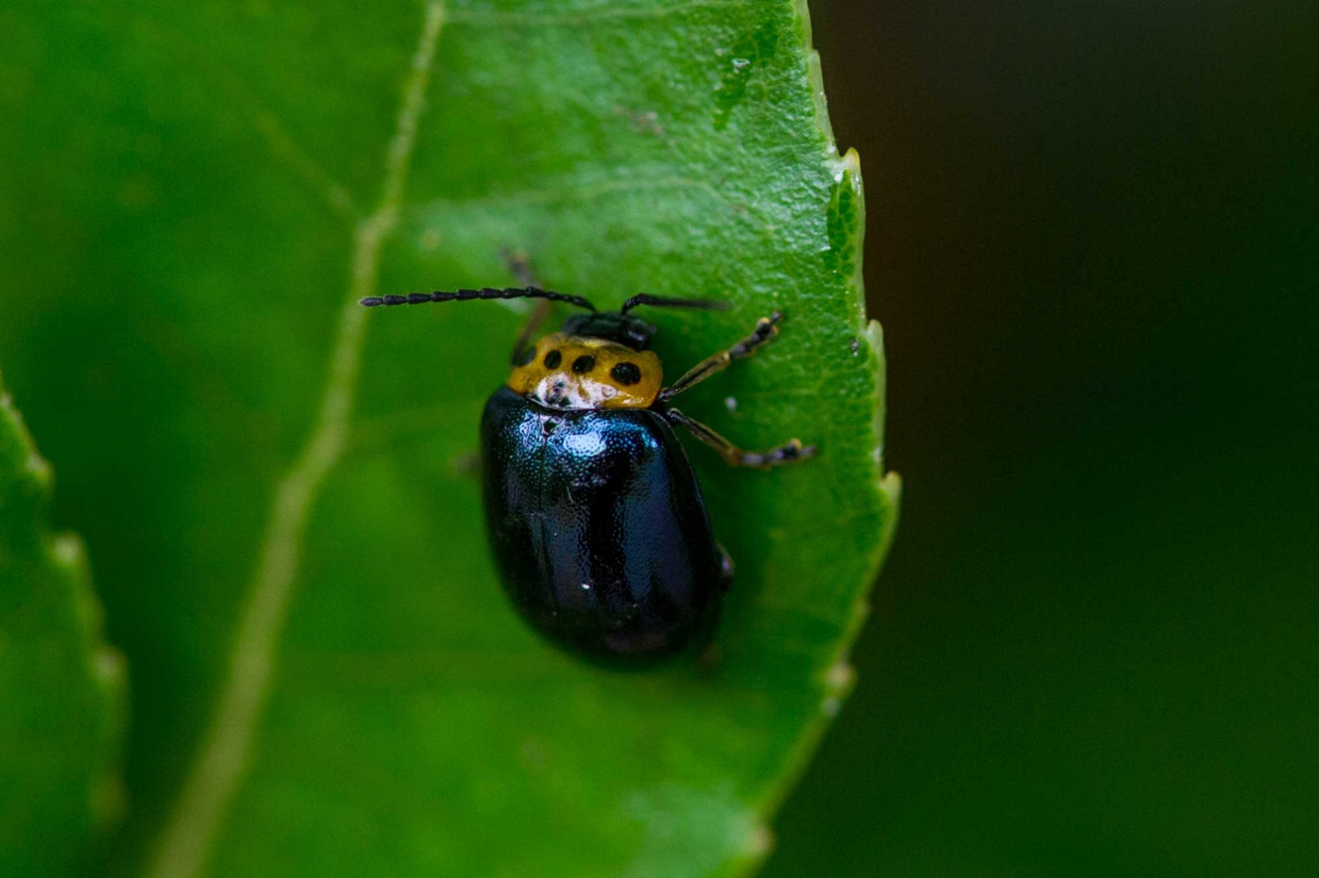 ハムシ科まとめ 葉虫図鑑 | 昆虫写真図鑑 ムシミル