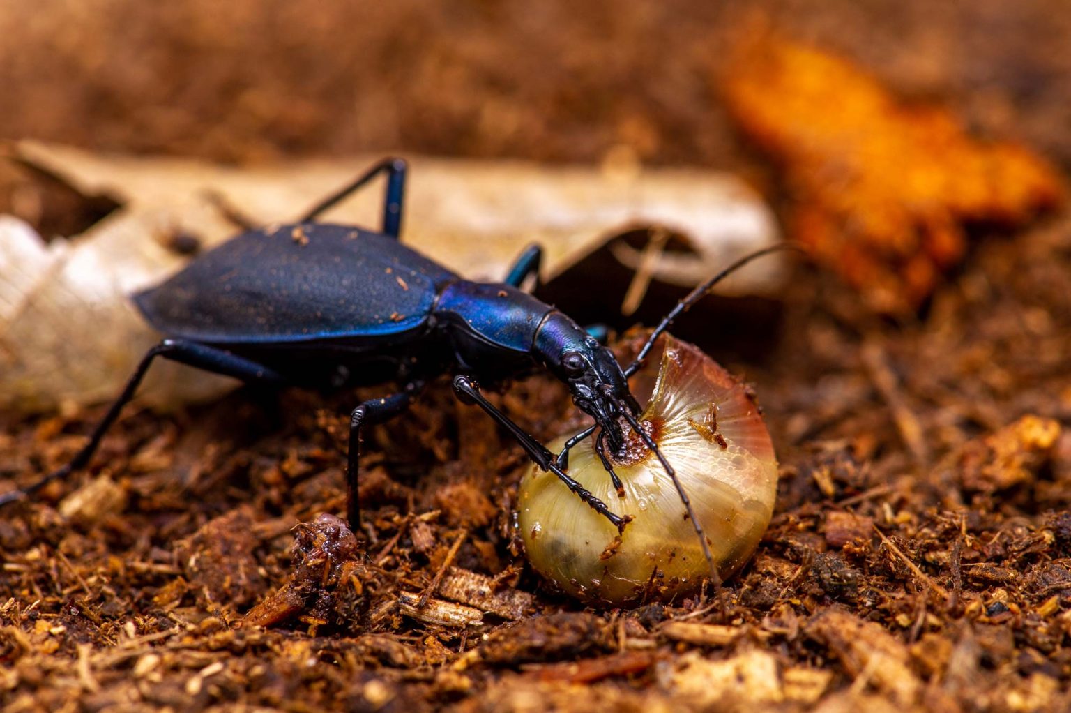 カタツムリを食べる虫 虫の写真と生態なら昆虫写真図鑑「ムシミル」