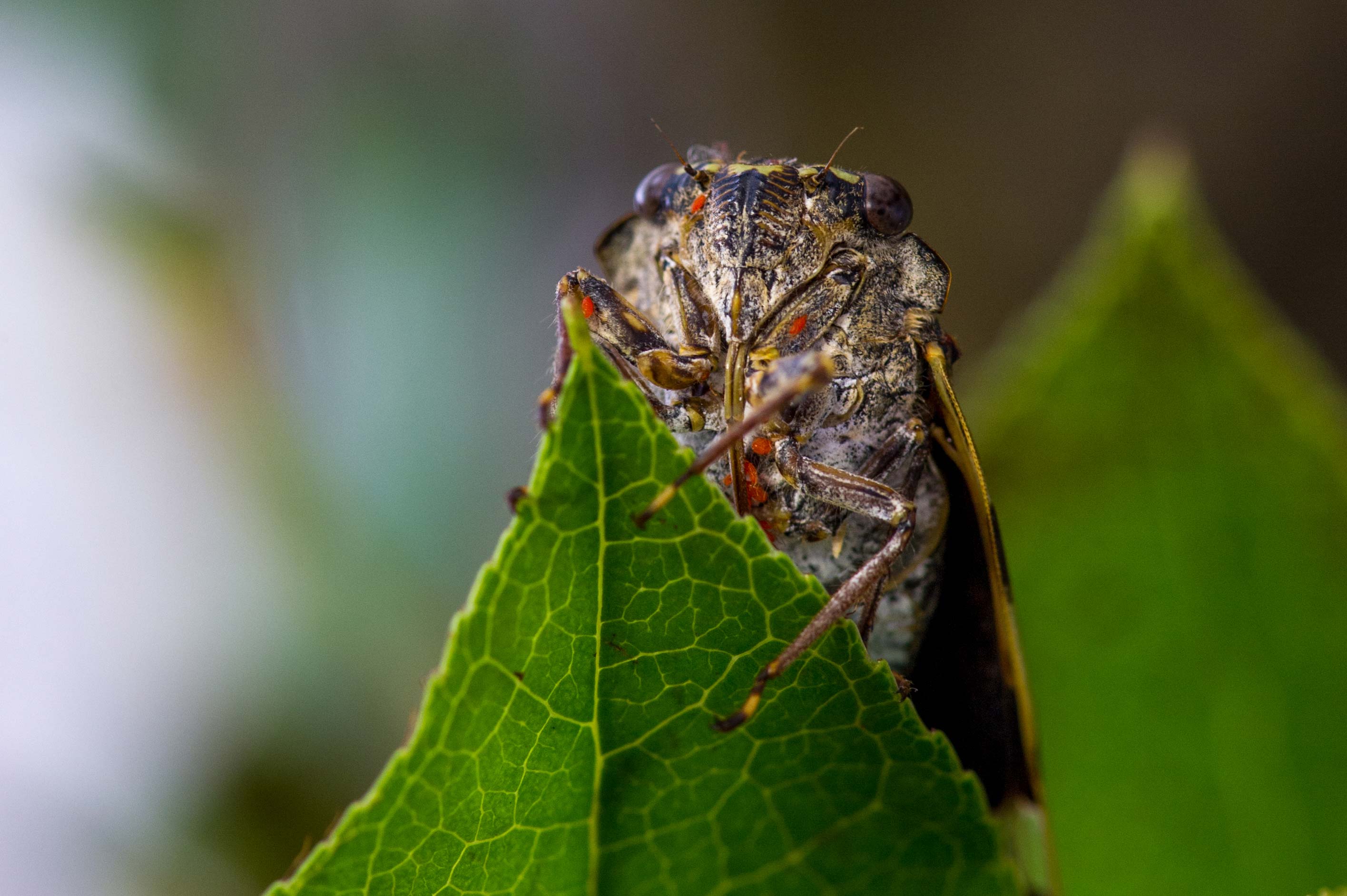 ニイニイゼミ 虫の写真と生態なら昆虫写真図鑑 ムシミル