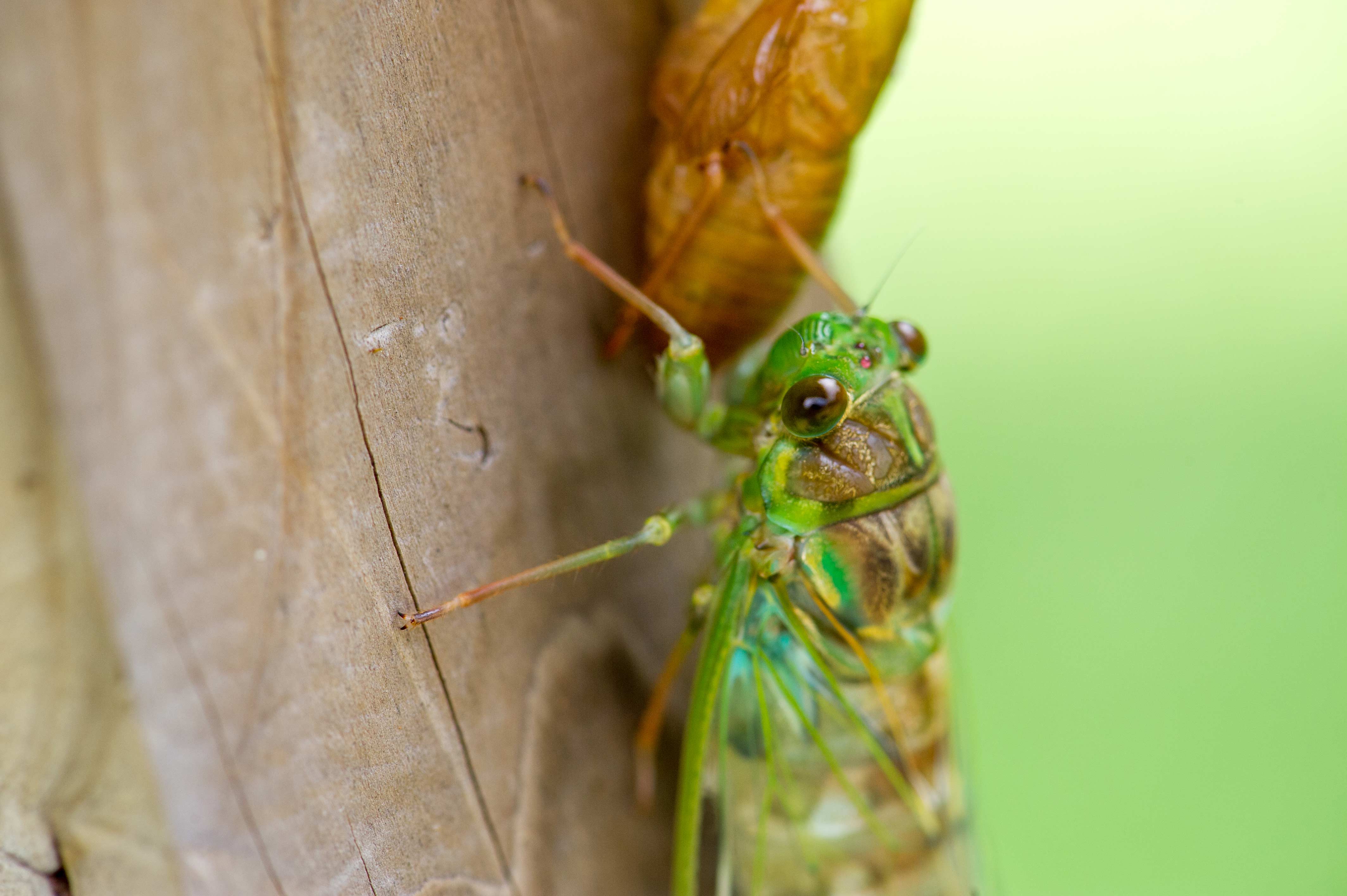 ヒグラシ 虫の写真と生態なら昆虫写真図鑑 ムシミル