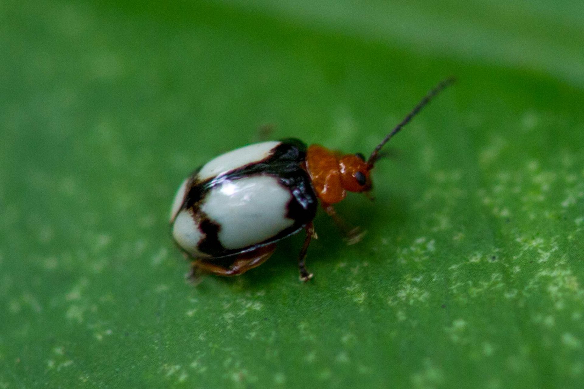ハムシ科まとめ 葉虫図鑑 | 昆虫写真図鑑 ムシミル