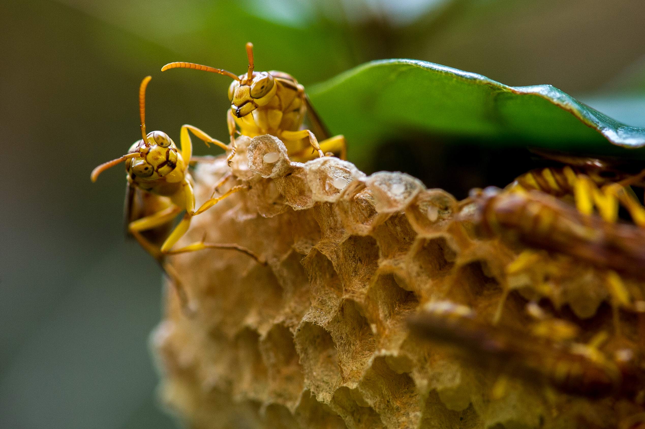ムモンホソアシナガバチの特徴 巣 生態 虫の写真と生態なら昆虫写真図鑑 ムシミル