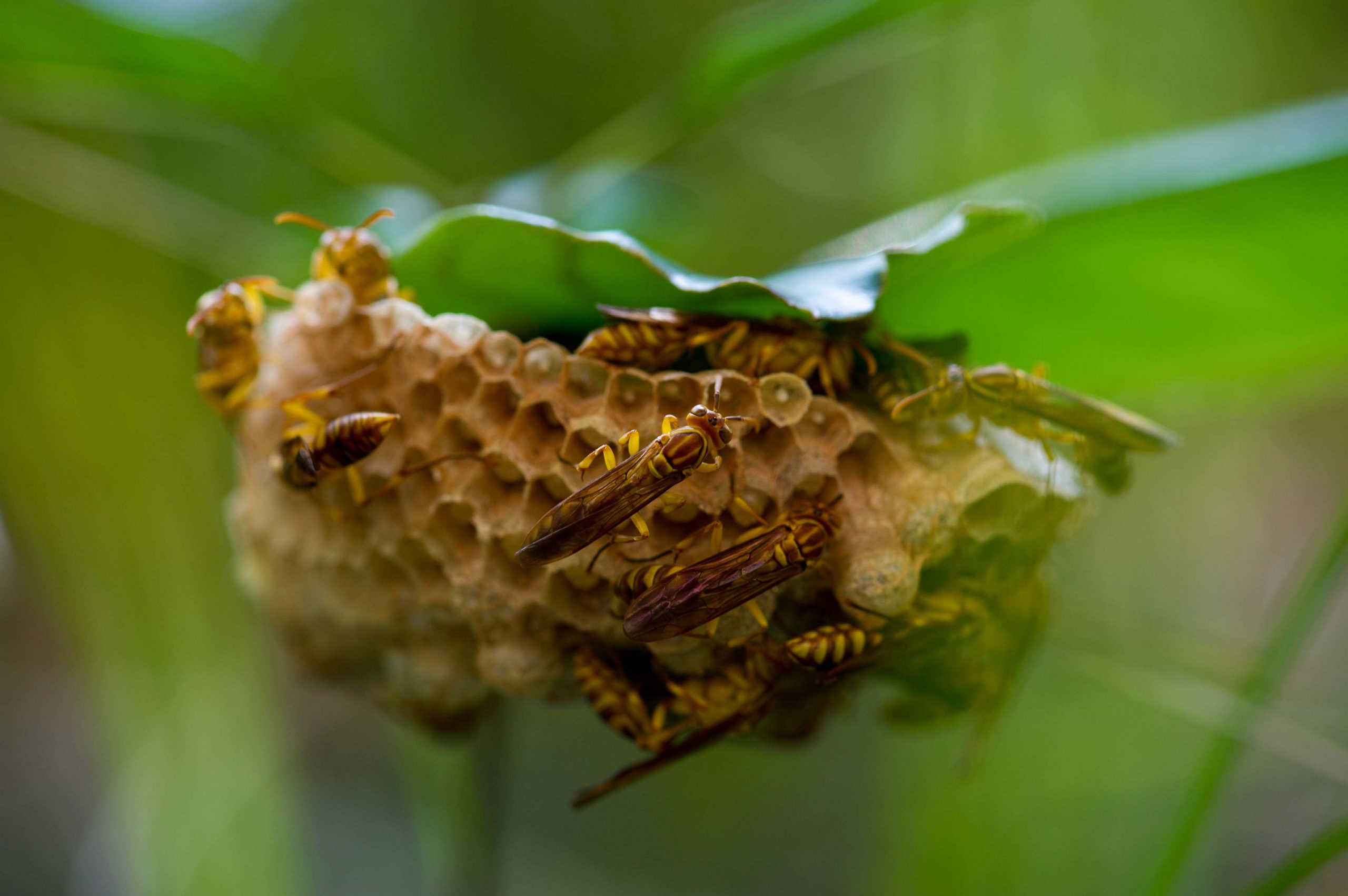 ムモンホソアシナガバチの写真
