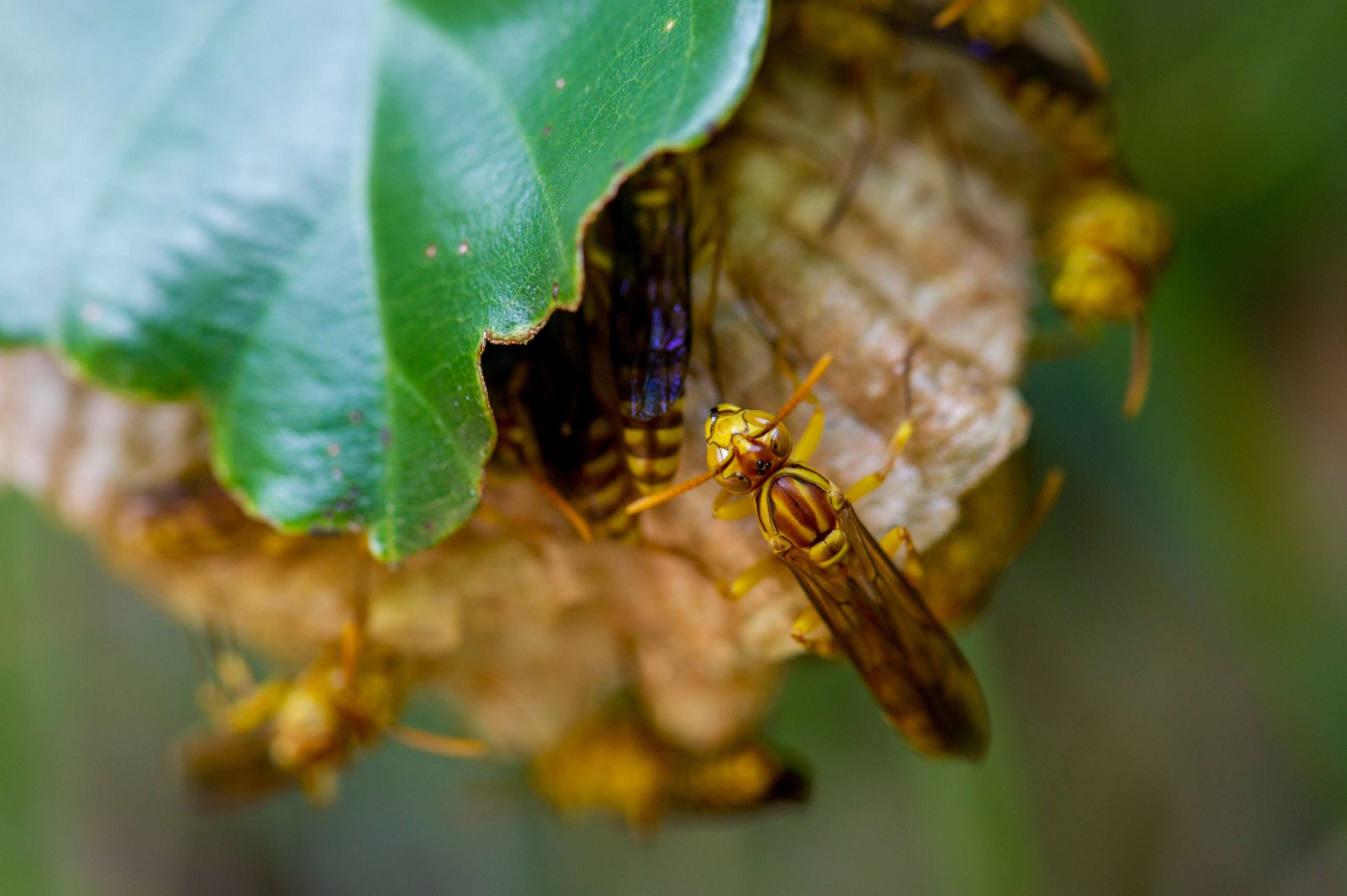 ムモンホソアシナガバチの写真