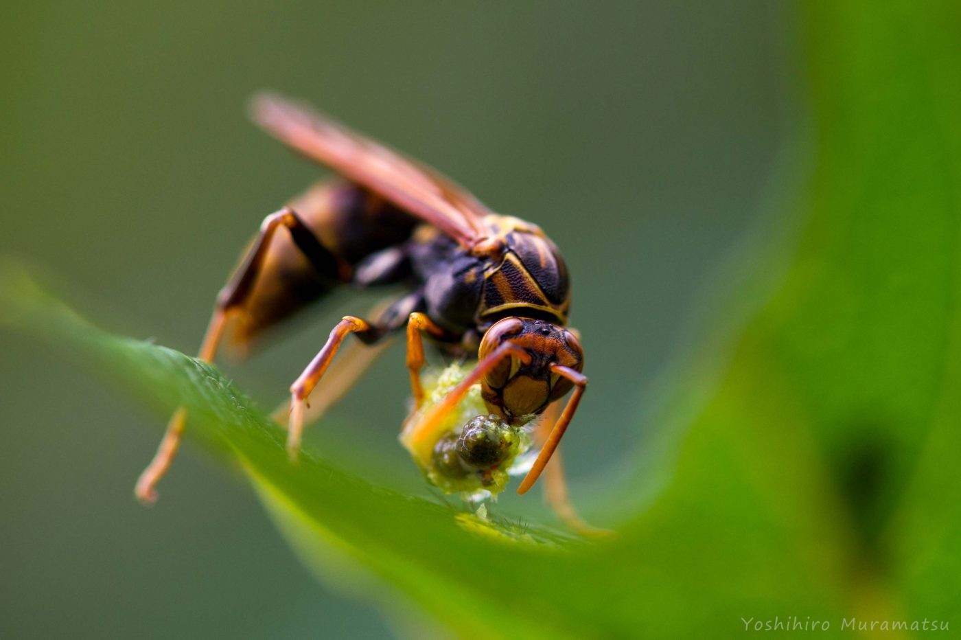 ヤマトアシナガバチの写真