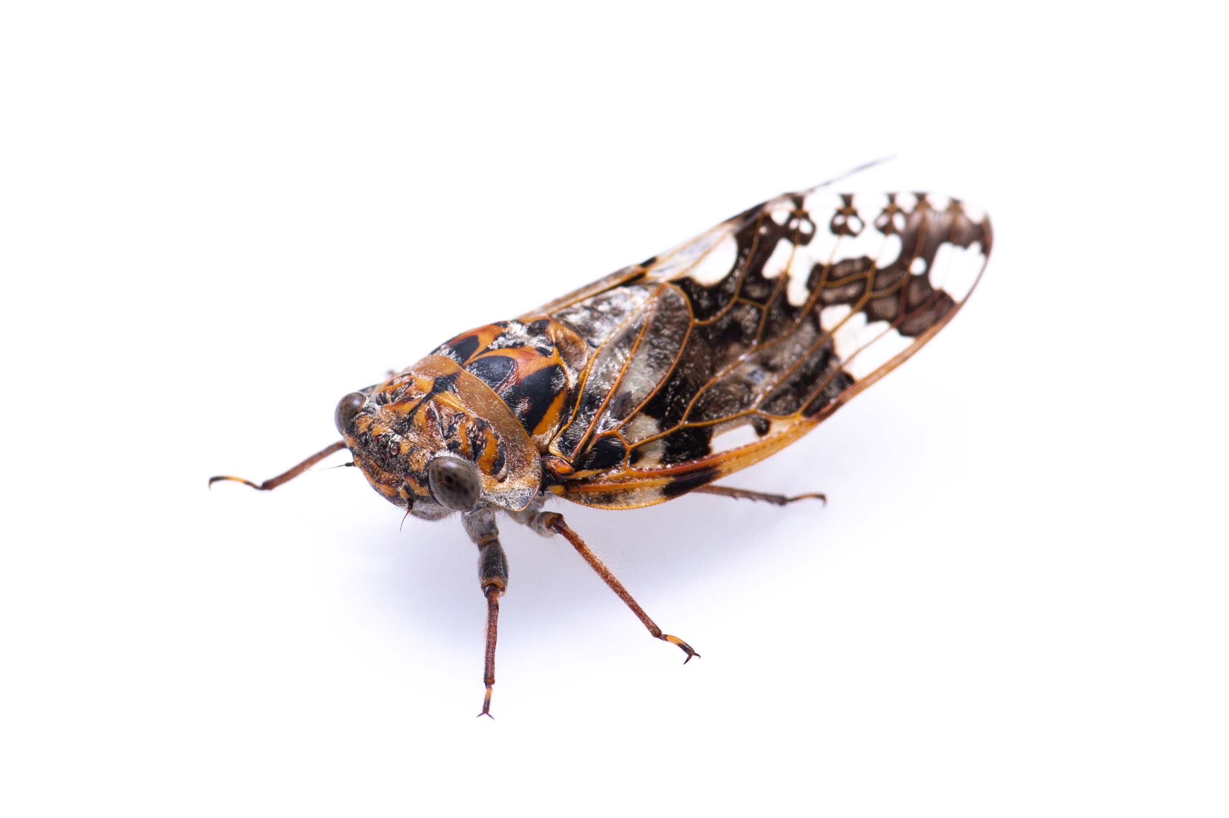 ニイニイゼミ 虫の写真と生態なら昆虫写真図鑑 ムシミル