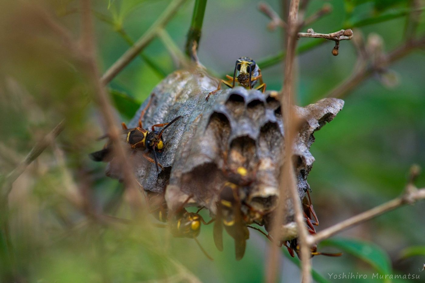 コアシナガバチの写真